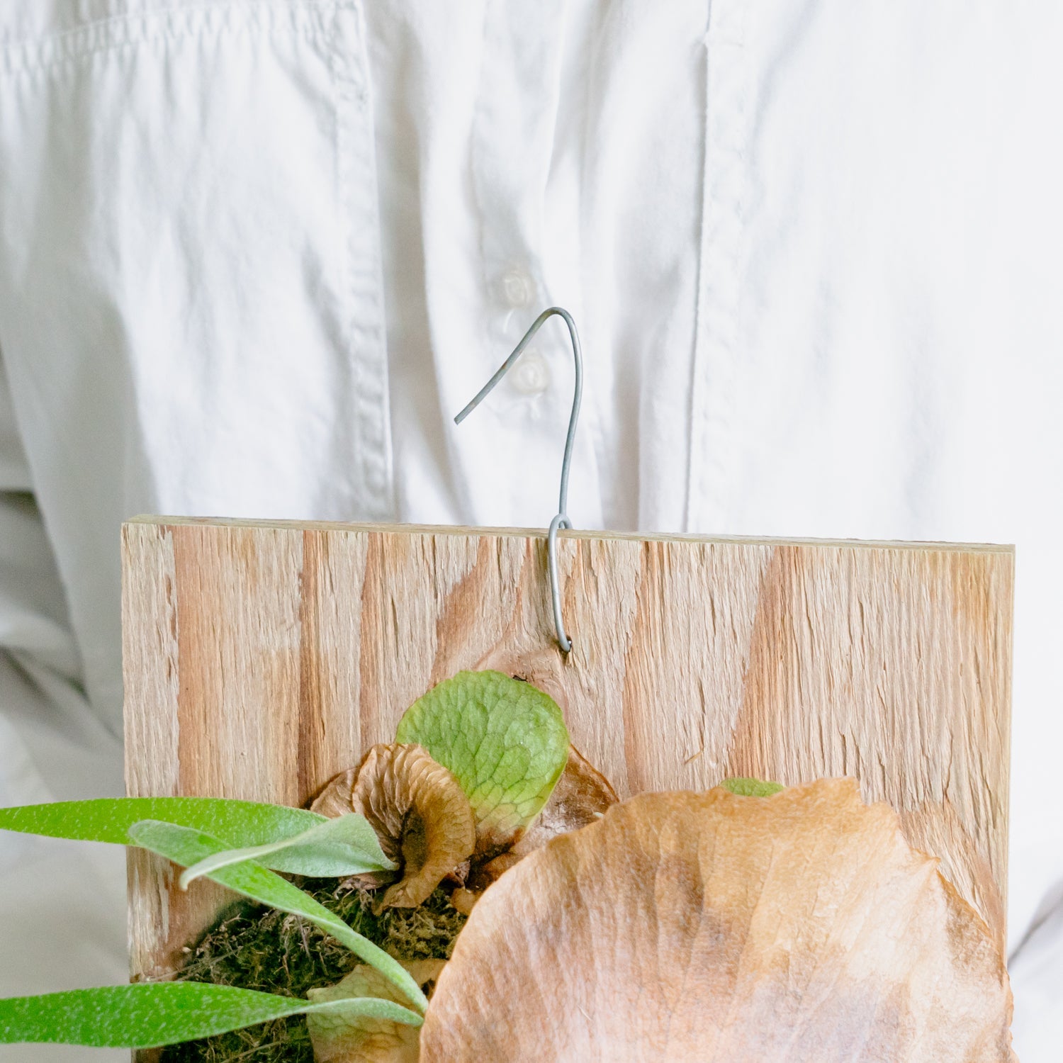 ビカクシダ　サウスシーをオーダーするならFlower&amp;Plants tette │ 「手から手へ、想いを運ぶフラワーショップ」【板橋駅徒歩4分】【熟練フローリスト夫婦が運営】【最短2営業日で発送】【24時間365日注文OK】【ギフトは3300円〜】フラワーギフトを手から手へ、想いを込めたブーケやアレンジメントで大切な人に感謝と愛情を。シーンや用途に合わせて選びやすい豊富な種
