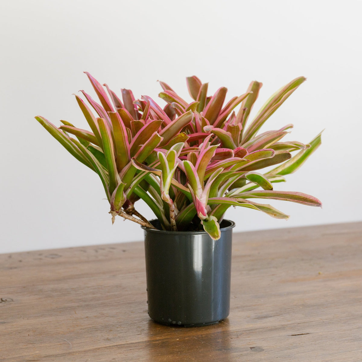 ネオレゲリア・ファイアーボールをオーダーするならFlower&amp;Plants tette │ 「手から手へ、想いを運ぶフラワーショップ」【板橋駅徒歩4分】【熟練フローリスト夫婦が運営】【最短2営業日で発送】【24時間365日注文OK】【ギフトは3300円〜】フラワーギフトを手から手へ、想いを込めたブーケやアレンジメントで大切な人に感謝と愛情を。シーンや用途に合わせて選びやすい豊富な種