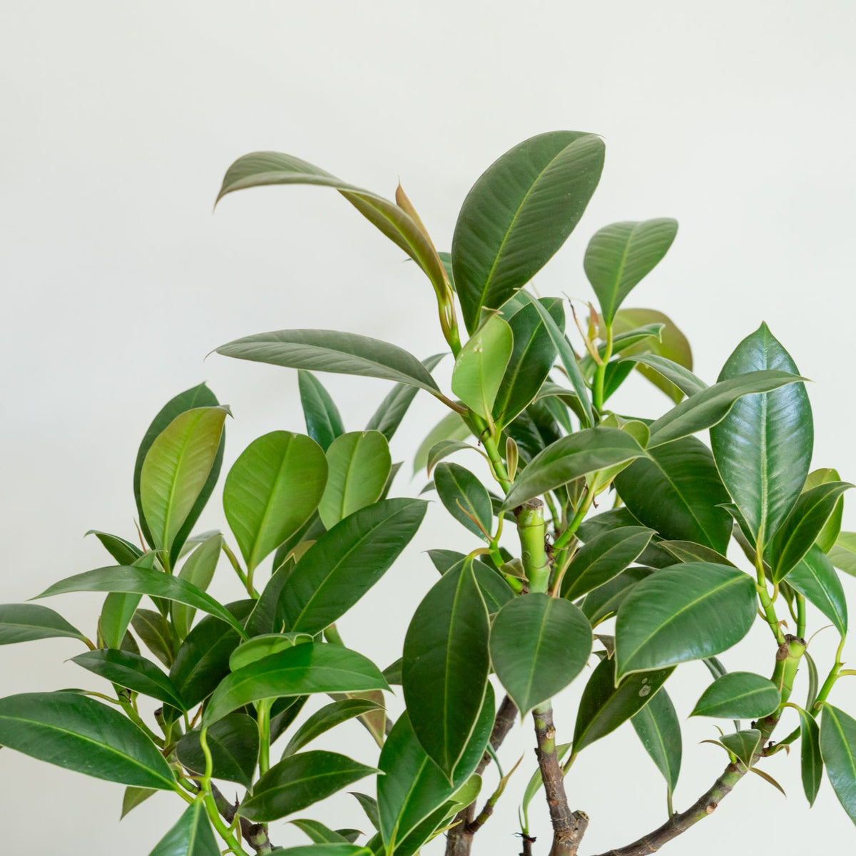 フィカス メラニーをオーダーするならFlower&amp;Plants tette │ 「手から手へ、想いを運ぶフラワーショップ」【板橋駅徒歩4分】【熟練フローリスト夫婦が運営】【最短2営業日で発送】【24時間365日注文OK】【ギフトは3300円〜】フラワーギフトを手から手へ、想いを込めたブーケやアレンジメントで大切な人に感謝と愛情を。シーンや用途に合わせて選びやすい豊富な種