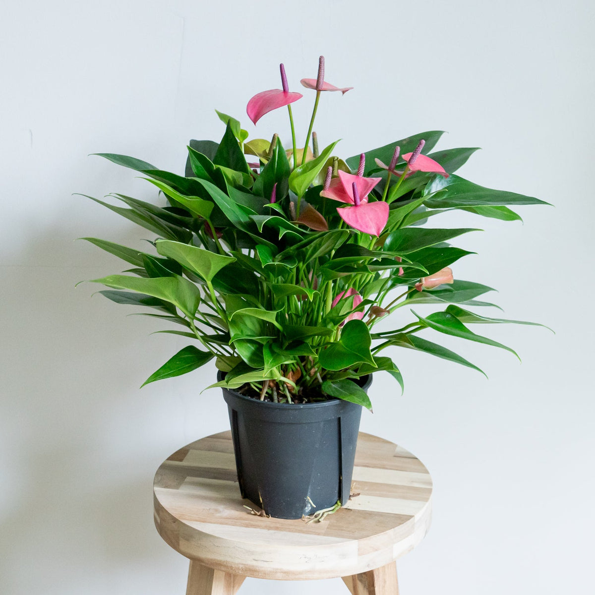 アンスリウム ローズをオーダーするならFlower&amp;Plants tette │ 「手から手へ、想いを運ぶフラワーショップ」【板橋駅徒歩4分】【熟練フローリスト夫婦が運営】【最短2営業日で発送】【24時間365日注文OK】【ギフトは3300円〜】フラワーギフトを手から手へ、想いを込めたブーケやアレンジメントで大切な人に感謝と愛情を。シーンや用途に合わせて選びやすい豊富な種