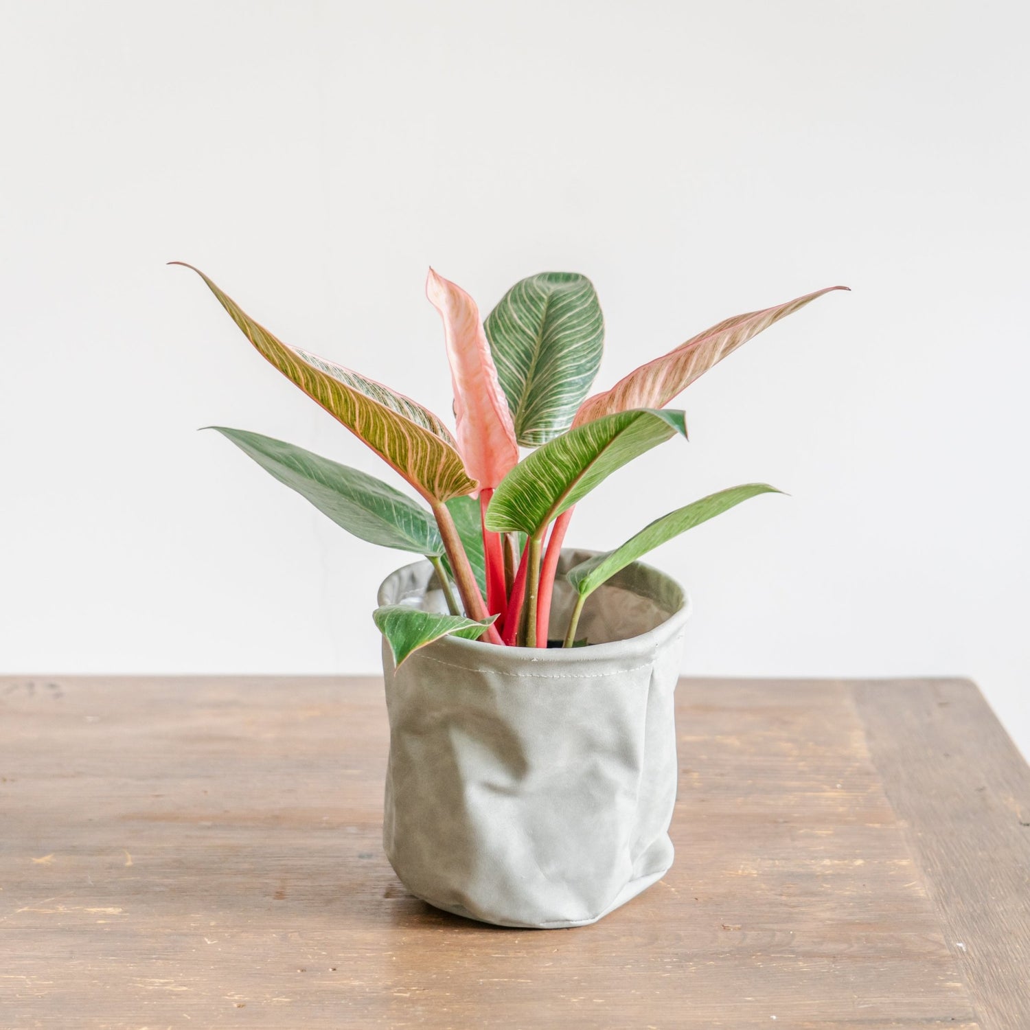 母の日 フィロデンドロン ピンクバーキンのギフトをオーダーするならFlower&amp;Plants tette │ 「手から手へ、想いを運ぶフラワーショップ」【板橋駅徒歩4分】【熟練フローリスト夫婦が運営】【最短2営業日で発送】【24時間365日注文OK】【ギフトは3300円〜】フラワーギフトを手から手へ、想いを込めたブーケやアレンジメントで大切な人に感謝と愛情を。シーンや用途に合わせて選びやすい豊富な種