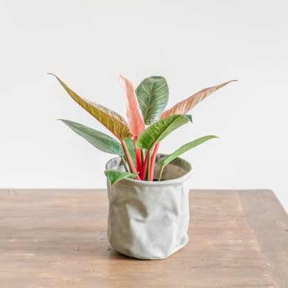 母の日 フィロデンドロン ピンクバーキンのギフトをオーダーするならFlower&amp;Plants tette │ 「手から手へ、想いを運ぶフラワーショップ」【板橋駅徒歩4分】【熟練フローリスト夫婦が運営】【最短2営業日で発送】【24時間365日注文OK】【ギフトは3300円〜】フラワーギフトを手から手へ、想いを込めたブーケやアレンジメントで大切な人に感謝と愛情を。シーンや用途に合わせて選びやすい豊富な種