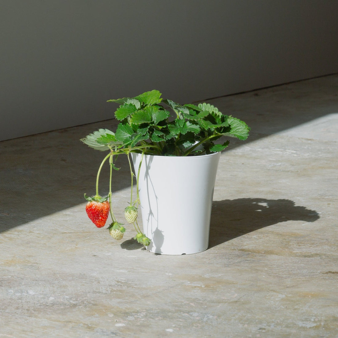 いちご　とちおとめをオーダーするならFlower&amp;Plants tette │ 「手から手へ、想いを運ぶフラワーショップ」【板橋駅徒歩4分】【熟練フローリスト夫婦が運営】【最短2営業日で発送】【24時間365日注文OK】【ギフトは3300円〜】フラワーギフトを手から手へ、想いを込めたブーケやアレンジメントで大切な人に感謝と愛情を。シーンや用途に合わせて選びやすい豊富な種