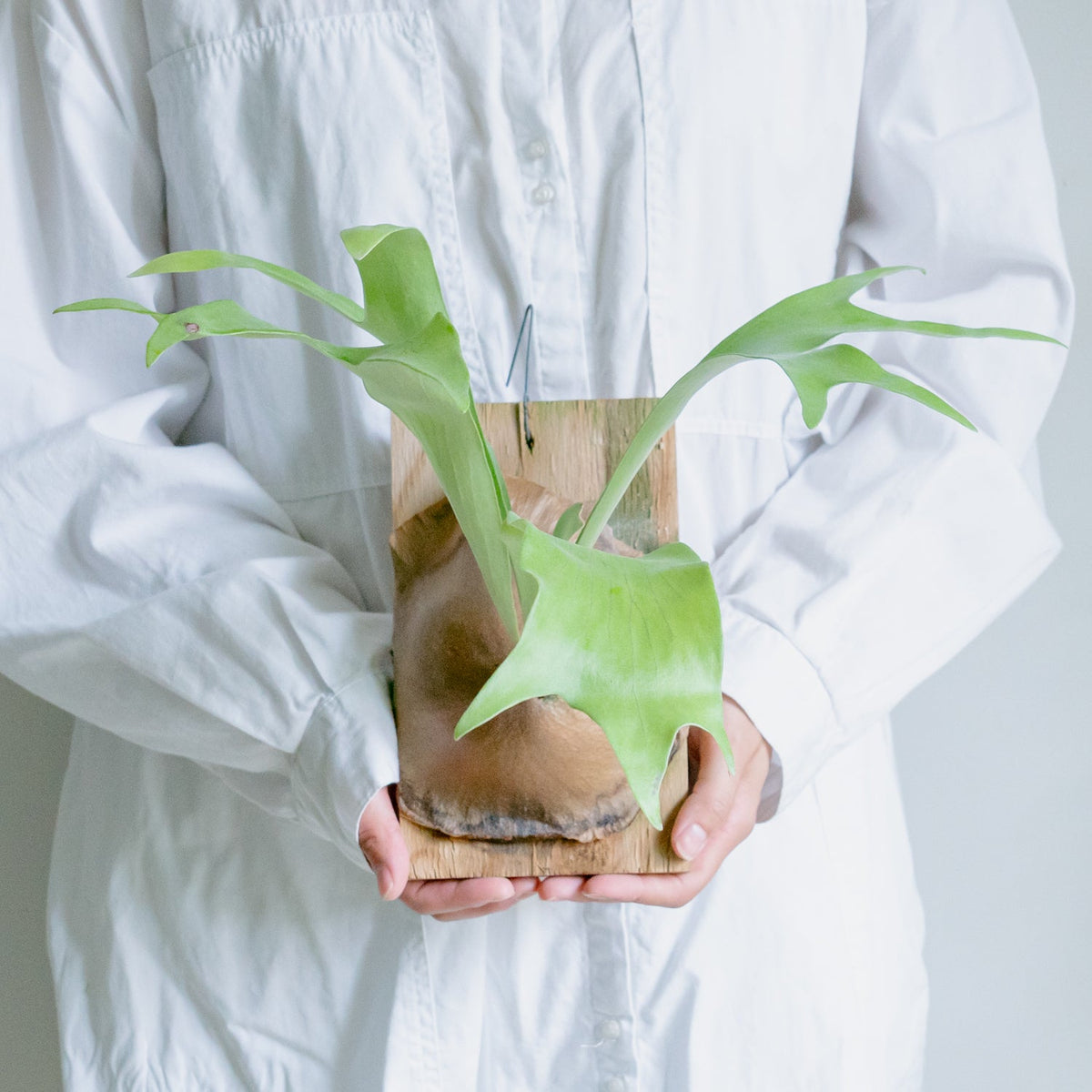 ビカクシダ　ヒリーをオーダーするならFlower&amp;Plants tette │ 「手から手へ、想いを運ぶフラワーショップ」【板橋駅徒歩4分】【熟練フローリスト夫婦が運営】【最短2営業日で発送】【24時間365日注文OK】【ギフトは3300円〜】フラワーギフトを手から手へ、想いを込めたブーケやアレンジメントで大切な人に感謝と愛情を。シーンや用途に合わせて選びやすい豊富な種
