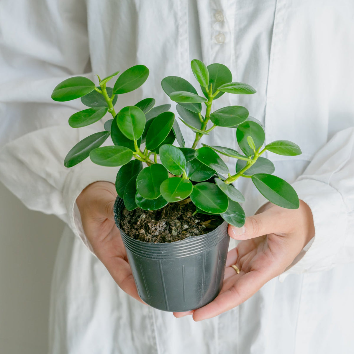フィカス　ミクロフィラパンダをオーダーするならFlower&amp;Plants tette │ 「手から手へ、想いを運ぶフラワーショップ」【板橋駅徒歩4分】【熟練フローリスト夫婦が運営】【最短2営業日で発送】【24時間365日注文OK】【ギフトは3300円〜】フラワーギフトを手から手へ、想いを込めたブーケやアレンジメントで大切な人に感謝と愛情を。シーンや用途に合わせて選びやすい豊富な種