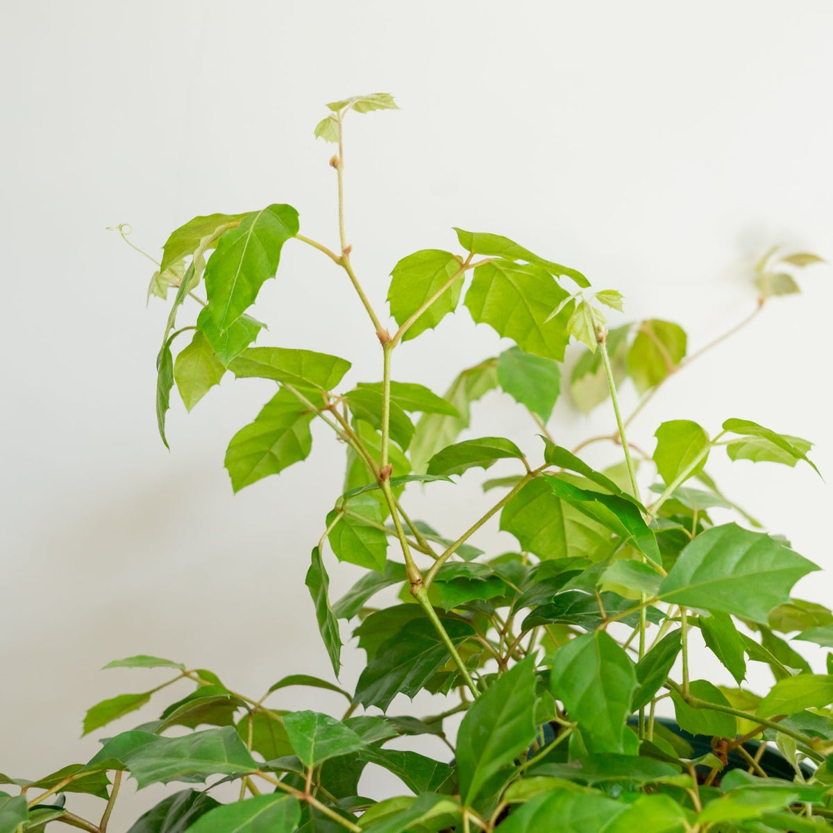 グレープアイビーをオーダーするならFlower&amp;Plants tette │ 「手から手へ、想いを運ぶフラワーショップ」【板橋駅徒歩4分】【熟練フローリスト夫婦が運営】【最短2営業日で発送】【24時間365日注文OK】【ギフトは3300円〜】フラワーギフトを手から手へ、想いを込めたブーケやアレンジメントで大切な人に感謝と愛情を。シーンや用途に合わせて選びやすい豊富な種