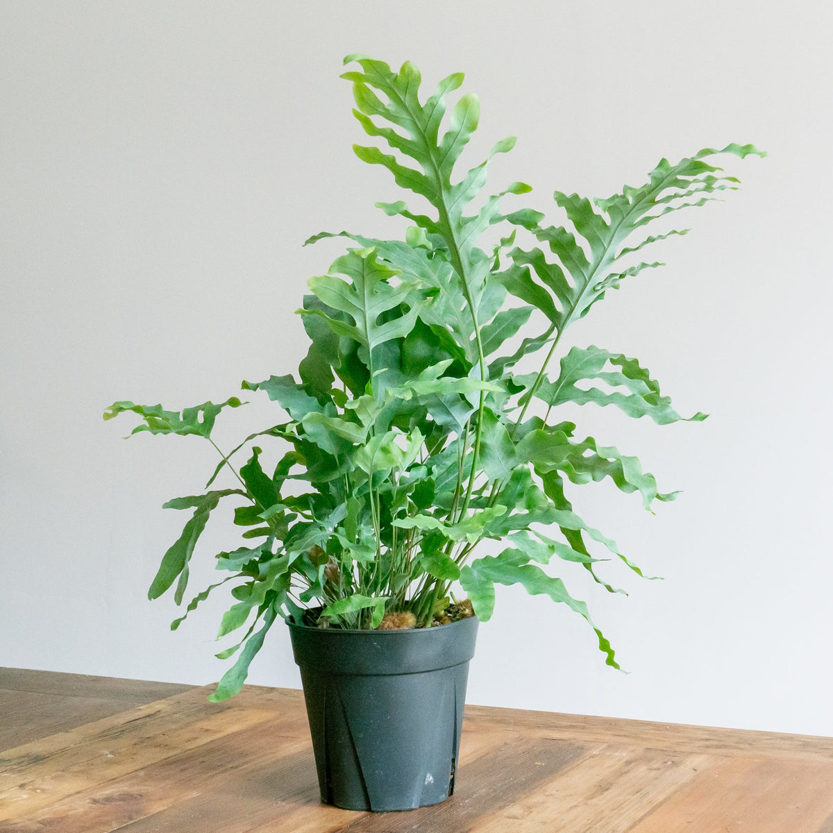 フレポディウム　ブルースターをオーダーするならFlower&amp;Plants tette │ 「手から手へ、想いを運ぶフラワーショップ」【板橋駅徒歩4分】【熟練フローリスト夫婦が運営】【最短2営業日で発送】【24時間365日注文OK】【ギフトは3300円〜】フラワーギフトを手から手へ、想いを込めたブーケやアレンジメントで大切な人に感謝と愛情を。シーンや用途に合わせて選びやすい豊富な種