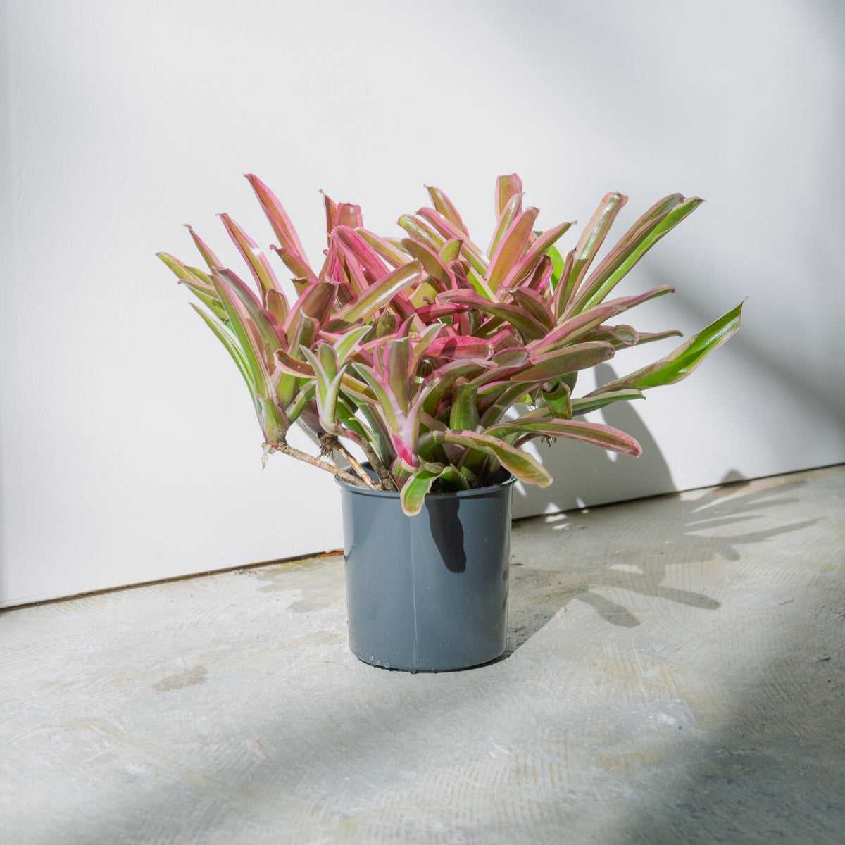 ネオレゲリア・ファイアーボールをオーダーするならFlower&amp;Plants tette │ 「手から手へ、想いを運ぶフラワーショップ」【板橋駅徒歩4分】【熟練フローリスト夫婦が運営】【最短2営業日で発送】【24時間365日注文OK】【ギフトは3300円〜】フラワーギフトを手から手へ、想いを込めたブーケやアレンジメントで大切な人に感謝と愛情を。シーンや用途に合わせて選びやすい豊富な種