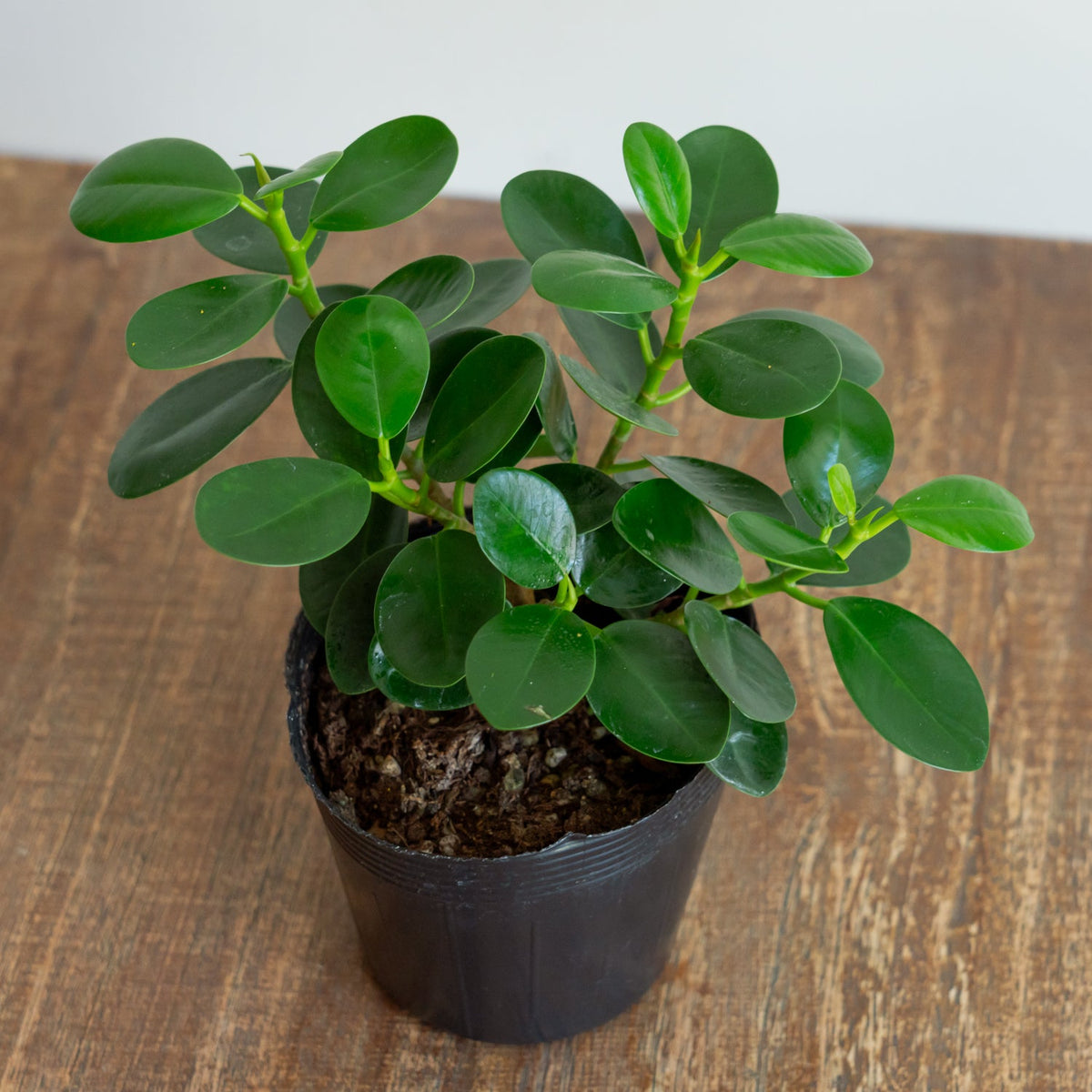 フィカス　ミクロフィラパンダをオーダーするならFlower&amp;Plants tette │ 「手から手へ、想いを運ぶフラワーショップ」【板橋駅徒歩4分】【熟練フローリスト夫婦が運営】【最短2営業日で発送】【24時間365日注文OK】【ギフトは3300円〜】フラワーギフトを手から手へ、想いを込めたブーケやアレンジメントで大切な人に感謝と愛情を。シーンや用途に合わせて選びやすい豊富な種