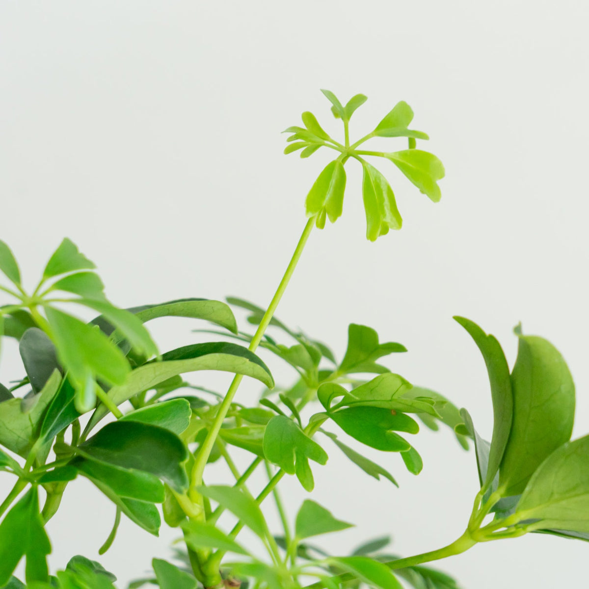 シェフレラ　レナータをオーダーするならFlower&amp;Plants tette │ 「手から手へ、想いを運ぶフラワーショップ」【板橋駅徒歩4分】【熟練フローリスト夫婦が運営】【最短2営業日で発送】【24時間365日注文OK】【ギフトは3300円〜】フラワーギフトを手から手へ、想いを込めたブーケやアレンジメントで大切な人に感謝と愛情を。シーンや用途に合わせて選びやすい豊富な種