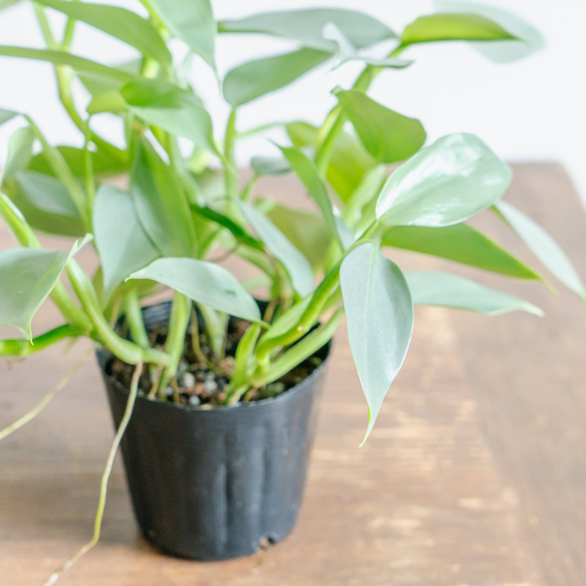 フィロデンドロン シルバーメタルをオーダーするならFlower&amp;Plants tette │ 「手から手へ、想いを運ぶフラワーショップ」【板橋駅徒歩4分】【熟練フローリスト夫婦が運営】【最短2営業日で発送】【24時間365日注文OK】【ギフトは3300円〜】フラワーギフトを手から手へ、想いを込めたブーケやアレンジメントで大切な人に感謝と愛情を。シーンや用途に合わせて選びやすい豊富な種