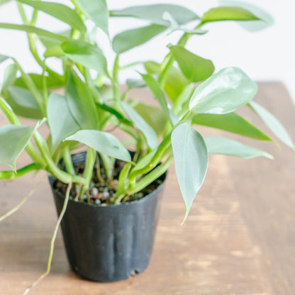 フィロデンドロン シルバーメタルをオーダーするならFlower&amp;Plants tette │ 「手から手へ、想いを運ぶフラワーショップ」【板橋駅徒歩4分】【熟練フローリスト夫婦が運営】【最短2営業日で発送】【24時間365日注文OK】【ギフトは3300円〜】フラワーギフトを手から手へ、想いを込めたブーケやアレンジメントで大切な人に感謝と愛情を。シーンや用途に合わせて選びやすい豊富な種