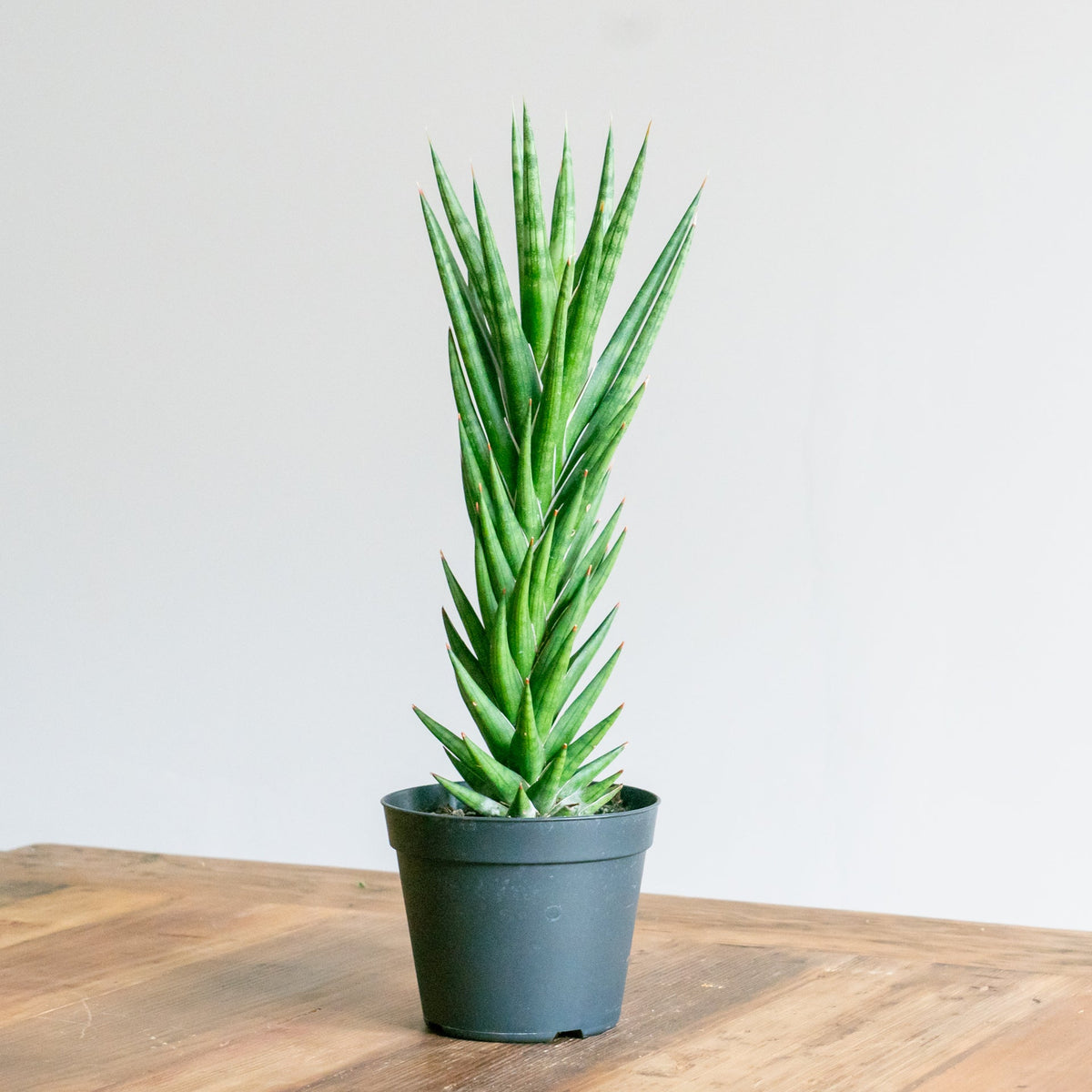 サンスベリア フランシンをオーダーするならFlower&amp;Plants tette │ 「手から手へ、想いを運ぶフラワーショップ」【板橋駅徒歩4分】【熟練フローリスト夫婦が運営】【最短2営業日で発送】【24時間365日注文OK】【ギフトは3300円〜】フラワーギフトを手から手へ、想いを込めたブーケやアレンジメントで大切な人に感謝と愛情を。シーンや用途に合わせて選びやすい豊富な種