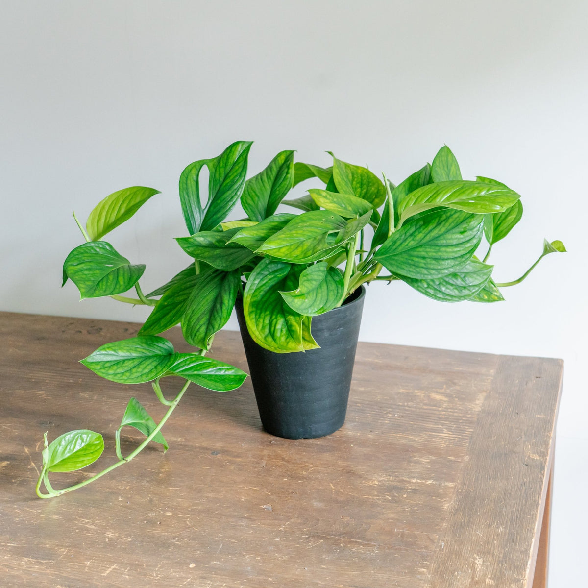 モンステラ カルステリアナムをオーダーするならFlower&amp;Plants tette │ 「手から手へ、想いを運ぶフラワーショップ」【板橋駅徒歩4分】【熟練フローリスト夫婦が運営】【最短2営業日で発送】【24時間365日注文OK】【ギフトは3300円〜】フラワーギフトを手から手へ、想いを込めたブーケやアレンジメントで大切な人に感謝と愛情を。シーンや用途に合わせて選びやすい豊富な種