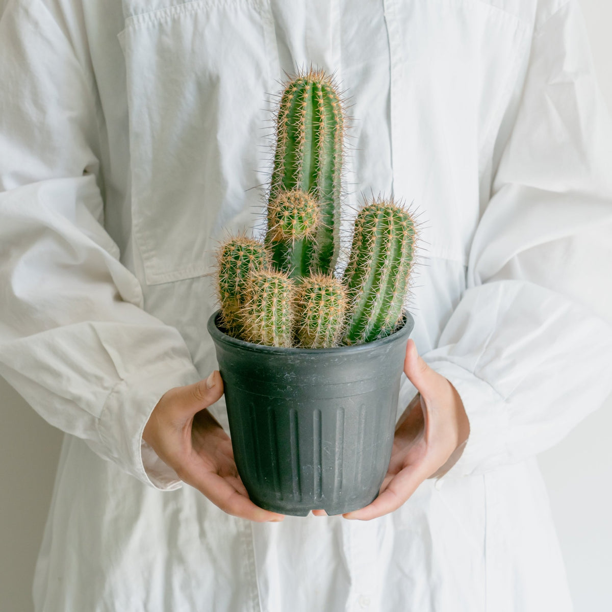 サボテン 輝陽丸をオーダーするならFlower&amp;Plants tette │ 「手から手へ、想いを運ぶフラワーショップ」【板橋駅徒歩4分】【熟練フローリスト夫婦が運営】【最短2営業日で発送】【24時間365日注文OK】【ギフトは3300円〜】フラワーギフトを手から手へ、想いを込めたブーケやアレンジメントで大切な人に感謝と愛情を。シーンや用途に合わせて選びやすい豊富な種
