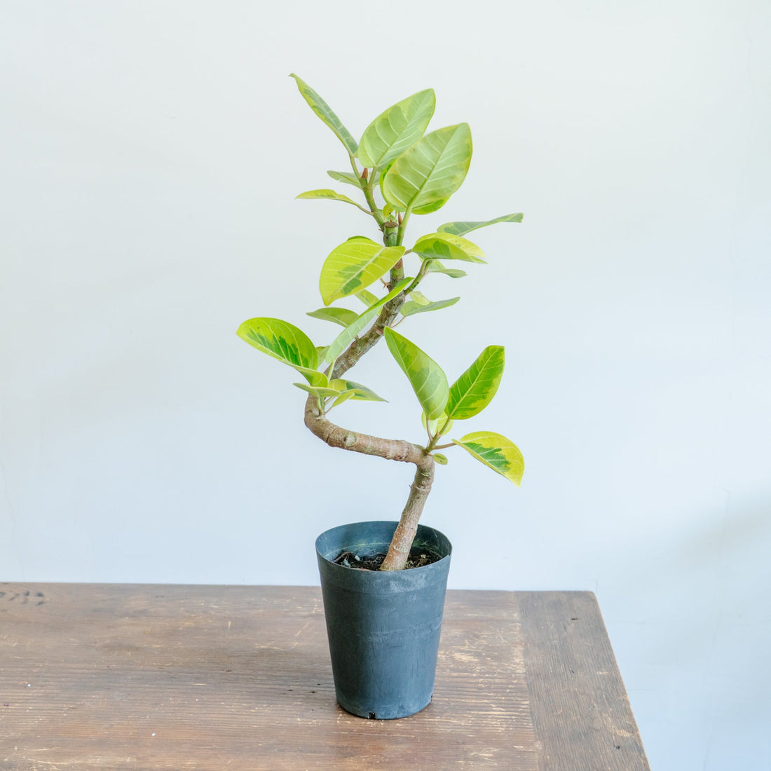 フィカス アルテシマをオーダーするならFlower&amp;Plants tette │ 「手から手へ、想いを運ぶフラワーショップ」【板橋駅徒歩4分】【熟練フローリスト夫婦が運営】【最短2営業日で発送】【24時間365日注文OK】【ギフトは3300円〜】フラワーギフトを手から手へ、想いを込めたブーケやアレンジメントで大切な人に感謝と愛情を。シーンや用途に合わせて選びやすい豊富な種