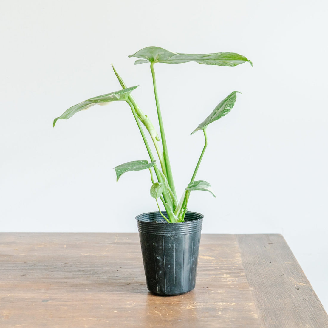 モンステラ タイコンストレーションをオーダーするならFlower&amp;Plants tette │ 「手から手へ、想いを運ぶフラワーショップ」【板橋駅徒歩4分】【熟練フローリスト夫婦が運営】【最短2営業日で発送】【24時間365日注文OK】【ギフトは3300円〜】フラワーギフトを手から手へ、想いを込めたブーケやアレンジメントで大切な人に感謝と愛情を。シーンや用途に合わせて選びやすい豊富な種