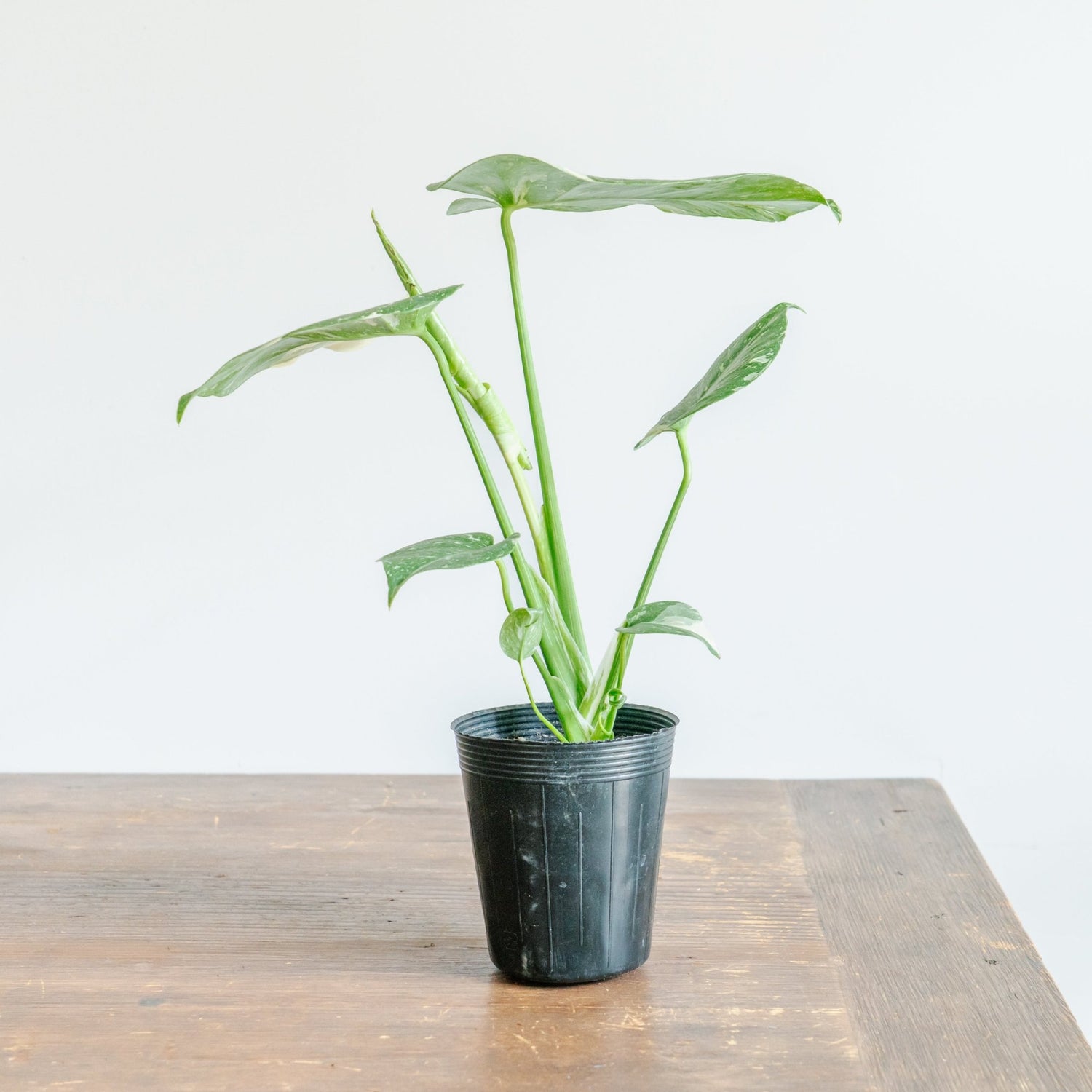 モンステラ タイコンストレーションをオーダーするならFlower&amp;Plants tette │ 「手から手へ、想いを運ぶフラワーショップ」【板橋駅徒歩4分】【熟練フローリスト夫婦が運営】【最短2営業日で発送】【24時間365日注文OK】【ギフトは3300円〜】フラワーギフトを手から手へ、想いを込めたブーケやアレンジメントで大切な人に感謝と愛情を。シーンや用途に合わせて選びやすい豊富な種