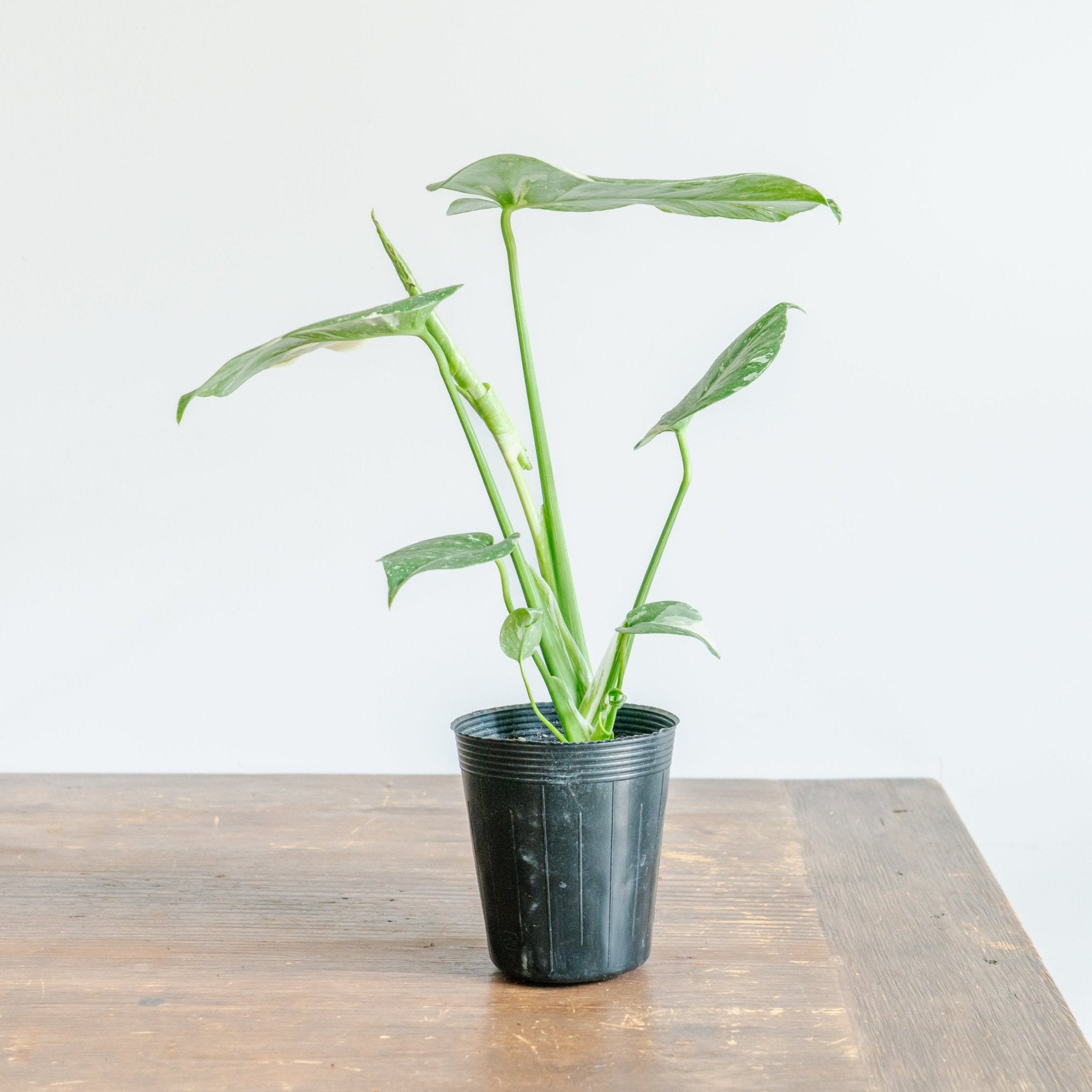 モンステラ タイコンストレーションをオーダーするならFlower&amp;Plants tette │ 「手から手へ、想いを運ぶフラワーショップ」【板橋駅徒歩4分】【熟練フローリスト夫婦が運営】【最短2営業日で発送】【24時間365日注文OK】【ギフトは3300円〜】フラワーギフトを手から手へ、想いを込めたブーケやアレンジメントで大切な人に感謝と愛情を。シーンや用途に合わせて選びやすい豊富な種