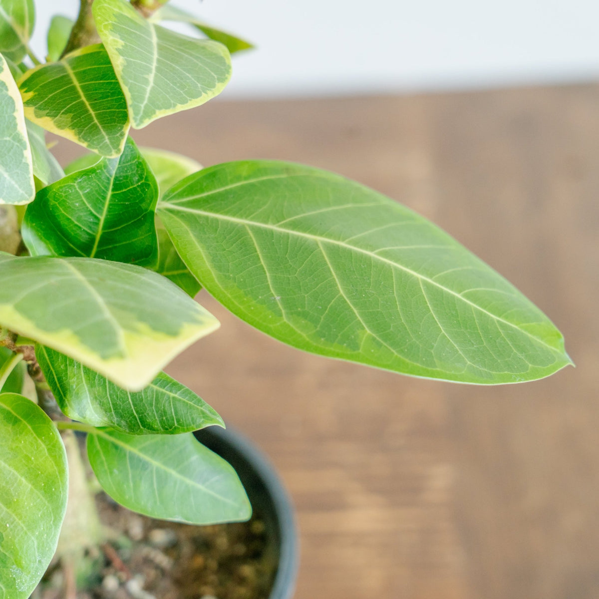 フィカス アルテシマをオーダーするならFlower&amp;Plants tette │ 「手から手へ、想いを運ぶフラワーショップ」【板橋駅徒歩4分】【熟練フローリスト夫婦が運営】【最短2営業日で発送】【24時間365日注文OK】【ギフトは3300円〜】フラワーギフトを手から手へ、想いを込めたブーケやアレンジメントで大切な人に感謝と愛情を。シーンや用途に合わせて選びやすい豊富な種