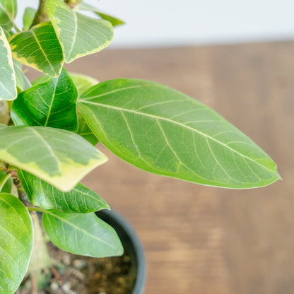 フィカス アルテシマをオーダーするならFlower&amp;Plants tette │ 「手から手へ、想いを運ぶフラワーショップ」【板橋駅徒歩4分】【熟練フローリスト夫婦が運営】【最短2営業日で発送】【24時間365日注文OK】【ギフトは3300円〜】フラワーギフトを手から手へ、想いを込めたブーケやアレンジメントで大切な人に感謝と愛情を。シーンや用途に合わせて選びやすい豊富な種