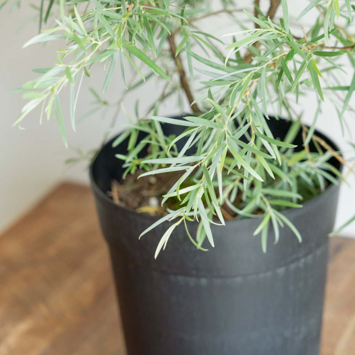 シルバーティーツリーをオーダーするならFlower&amp;Plants tette │ 「手から手へ、想いを運ぶフラワーショップ」【板橋駅徒歩4分】【熟練フローリスト夫婦が運営】【最短2営業日で発送】【24時間365日注文OK】【ギフトは3300円〜】フラワーギフトを手から手へ、想いを込めたブーケやアレンジメントで大切な人に感謝と愛情を。シーンや用途に合わせて選びやすい豊富な種