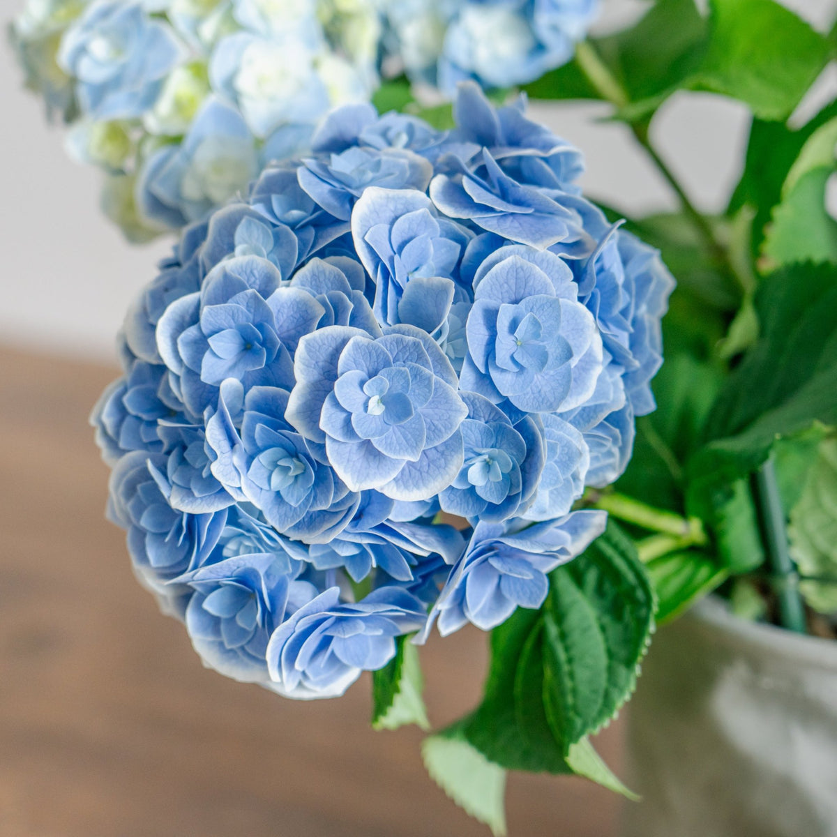 母の日 アジサイのギフトをオーダーするならFlower&amp;Plants tette │ 「手から手へ、想いを運ぶフラワーショップ」【板橋駅徒歩4分】【熟練フローリスト夫婦が運営】【最短2営業日で発送】【24時間365日注文OK】【ギフトは3300円〜】フラワーギフトを手から手へ、想いを込めたブーケやアレンジメントで大切な人に感謝と愛情を。シーンや用途に合わせて選びやすい豊富な種