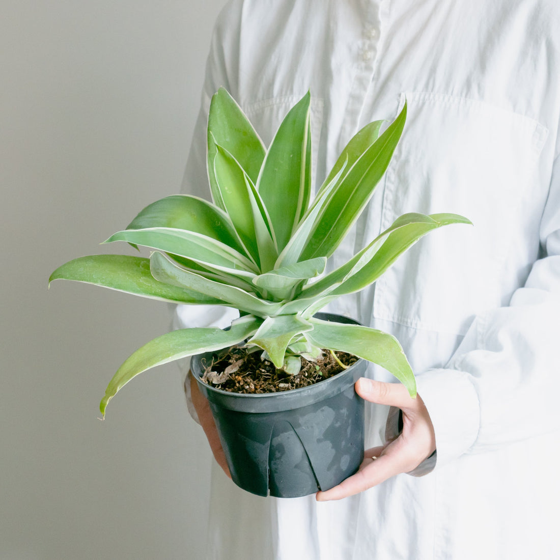 アガベ　アテナータをオーダーするならFlower&amp;Plants tette │ 「手から手へ、想いを運ぶフラワーショップ」【板橋駅徒歩4分】【熟練フローリスト夫婦が運営】【最短2営業日で発送】【24時間365日注文OK】【ギフトは3300円〜】フラワーギフトを手から手へ、想いを込めたブーケやアレンジメントで大切な人に感謝と愛情を。シーンや用途に合わせて選びやすい豊富な種