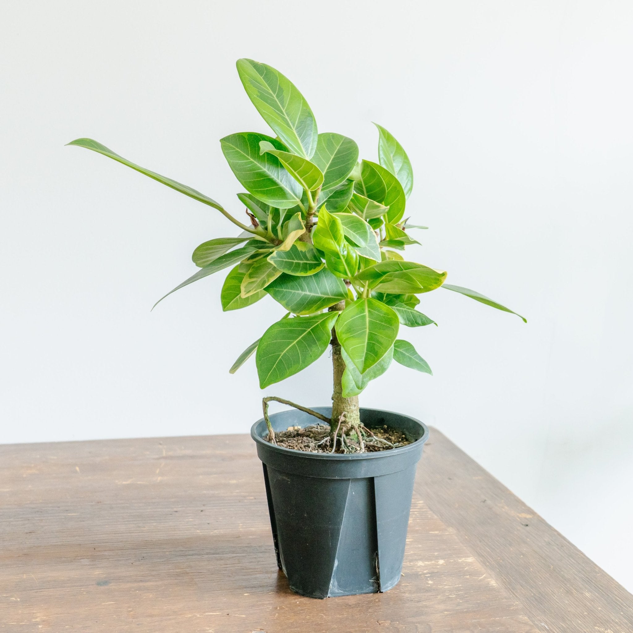 フィカス アルテシマをオーダーするならFlower&amp;Plants tette │ 「手から手へ、想いを運ぶフラワーショップ」【板橋駅徒歩4分】【熟練フローリスト夫婦が運営】【最短2営業日で発送】【24時間365日注文OK】【ギフトは3300円〜】フラワーギフトを手から手へ、想いを込めたブーケやアレンジメントで大切な人に感謝と愛情を。シーンや用途に合わせて選びやすい豊富な種