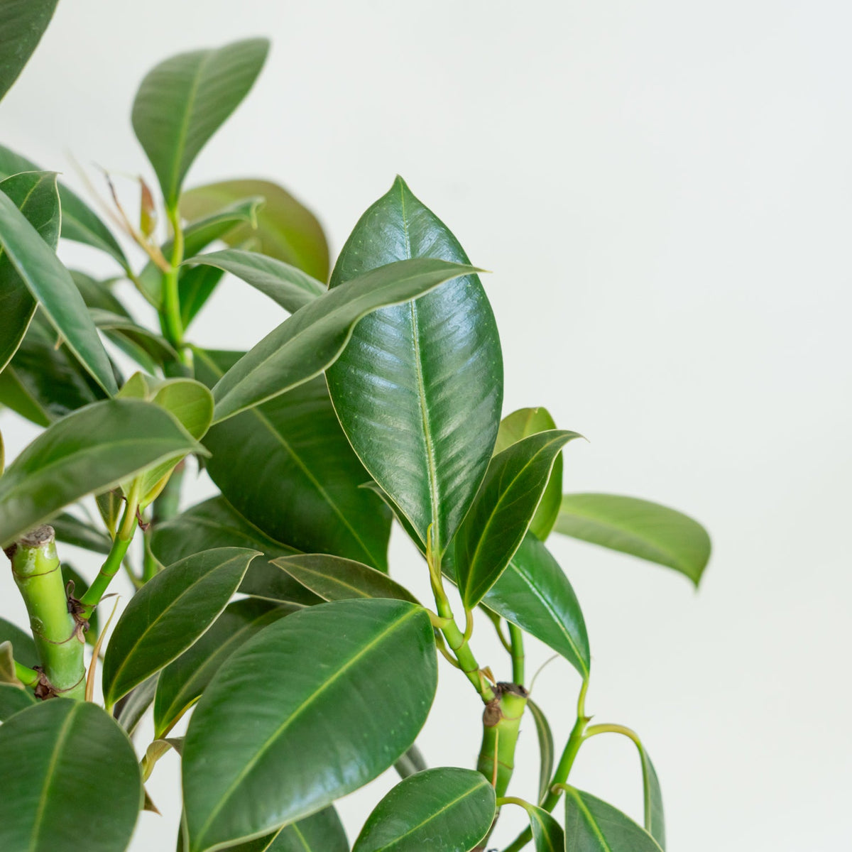 フィカス メラニーをオーダーするならFlower&amp;Plants tette │ 「手から手へ、想いを運ぶフラワーショップ」【板橋駅徒歩4分】【熟練フローリスト夫婦が運営】【最短2営業日で発送】【24時間365日注文OK】【ギフトは3300円〜】フラワーギフトを手から手へ、想いを込めたブーケやアレンジメントで大切な人に感謝と愛情を。シーンや用途に合わせて選びやすい豊富な種