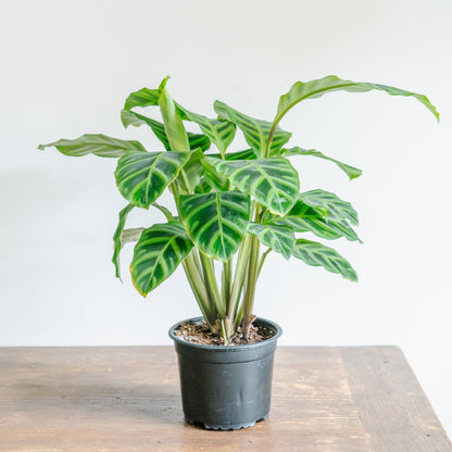 カラテア ゼブリナをオーダーするならFlower&amp;Plants tette │ 「手から手へ、想いを運ぶフラワーショップ」【板橋駅徒歩4分】【熟練フローリスト夫婦が運営】【最短2営業日で発送】【24時間365日注文OK】【ギフトは3300円〜】フラワーギフトを手から手へ、想いを込めたブーケやアレンジメントで大切な人に感謝と愛情を。シーンや用途に合わせて選びやすい豊富な種