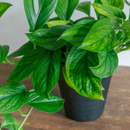 モンステラ カルステリアナムをオーダーするならFlower&amp;Plants tette │ 「手から手へ、想いを運ぶフラワーショップ」【板橋駅徒歩4分】【熟練フローリスト夫婦が運営】【最短2営業日で発送】【24時間365日注文OK】【ギフトは3300円〜】フラワーギフトを手から手へ、想いを込めたブーケやアレンジメントで大切な人に感謝と愛情を。シーンや用途に合わせて選びやすい豊富な種