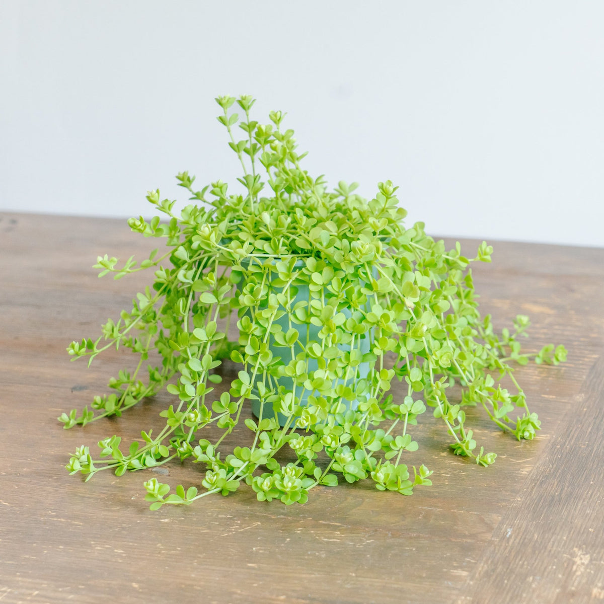 ペペロミア デビーナをオーダーするならFlower&amp;Plants tette │ 「手から手へ、想いを運ぶフラワーショップ」【板橋駅徒歩4分】【熟練フローリスト夫婦が運営】【最短2営業日で発送】【24時間365日注文OK】【ギフトは3300円〜】フラワーギフトを手から手へ、想いを込めたブーケやアレンジメントで大切な人に感謝と愛情を。シーンや用途に合わせて選びやすい豊富な種