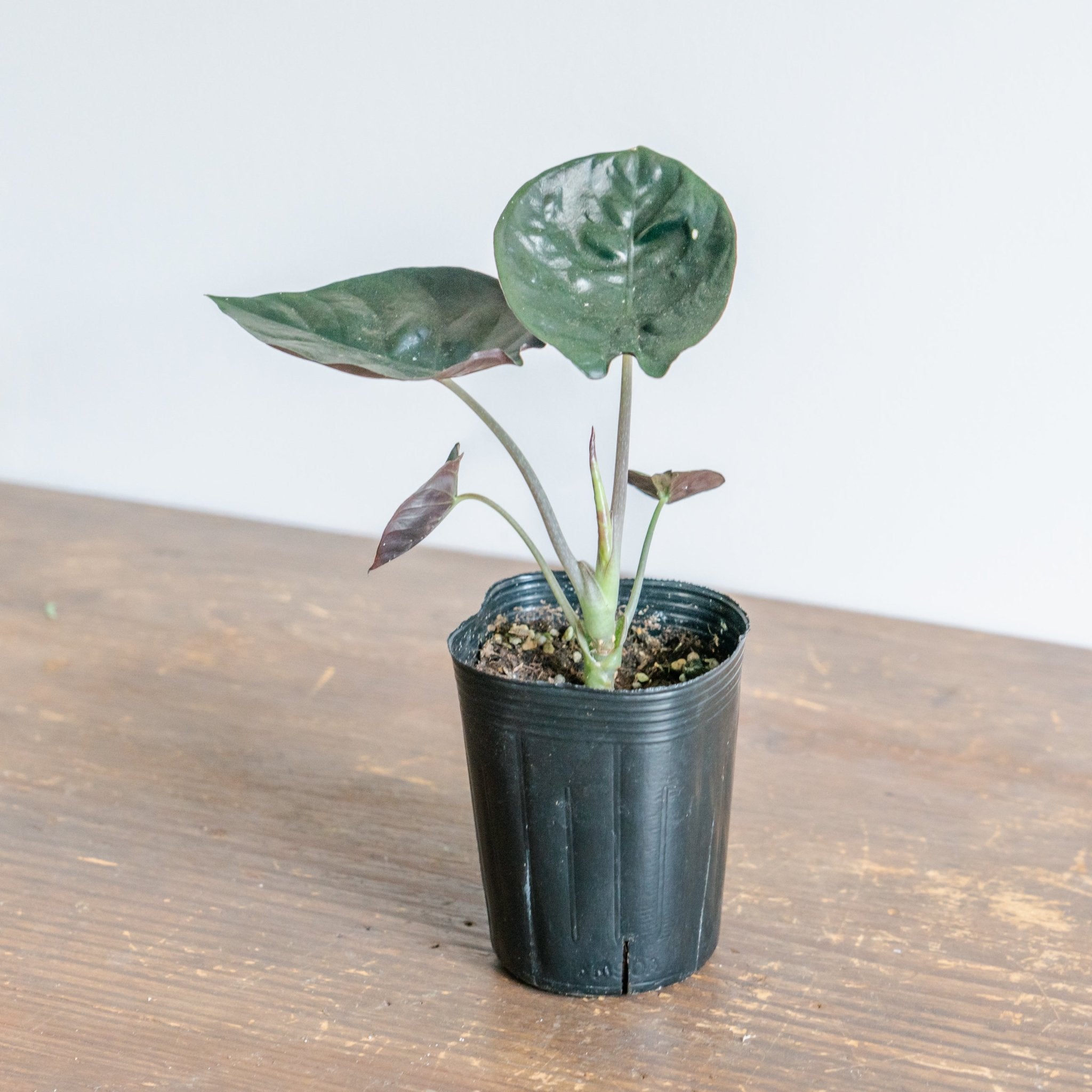 アロカシア・インフェリナリス・ブラックジャックをオーダーするならFlower&amp;Plants tette │ 「手から手へ、想いを運ぶフラワーショップ」【板橋駅徒歩4分】【熟練フローリスト夫婦が運営】【最短2営業日で発送】【24時間365日注文OK】【ギフトは3300円〜】フラワーギフトを手から手へ、想いを込めたブーケやアレンジメントで大切な人に感謝と愛情を。シーンや用途に合わせて選びやすい豊富な種