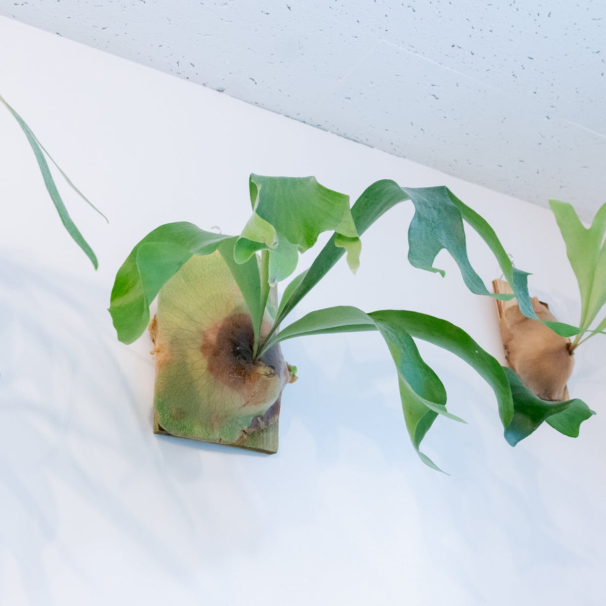 ビカクシダ　ヒリーをオーダーするならFlower&amp;Plants tette │ 「手から手へ、想いを運ぶフラワーショップ」【板橋駅徒歩4分】【熟練フローリスト夫婦が運営】【最短2営業日で発送】【24時間365日注文OK】【ギフトは3300円〜】フラワーギフトを手から手へ、想いを込めたブーケやアレンジメントで大切な人に感謝と愛情を。シーンや用途に合わせて選びやすい豊富な種