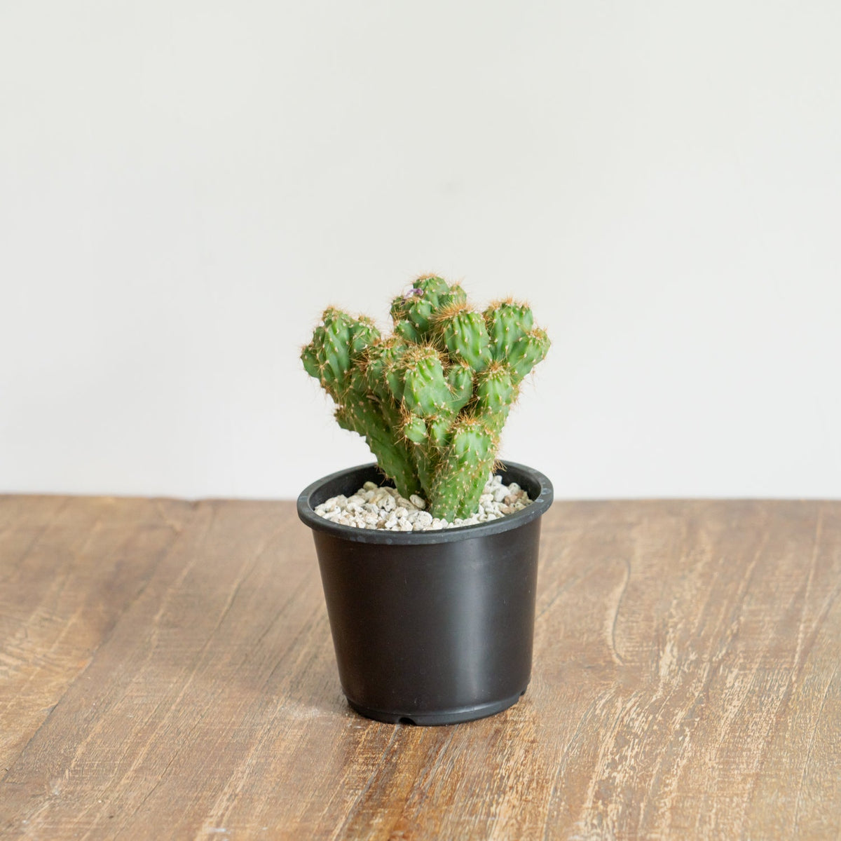 サボテン 金獅子をオーダーするならFlower&amp;Plants tette │ 「手から手へ、想いを運ぶフラワーショップ」【板橋駅徒歩4分】【熟練フローリスト夫婦が運営】【最短2営業日で発送】【24時間365日注文OK】【ギフトは3300円〜】フラワーギフトを手から手へ、想いを込めたブーケやアレンジメントで大切な人に感謝と愛情を。シーンや用途に合わせて選びやすい豊富な種