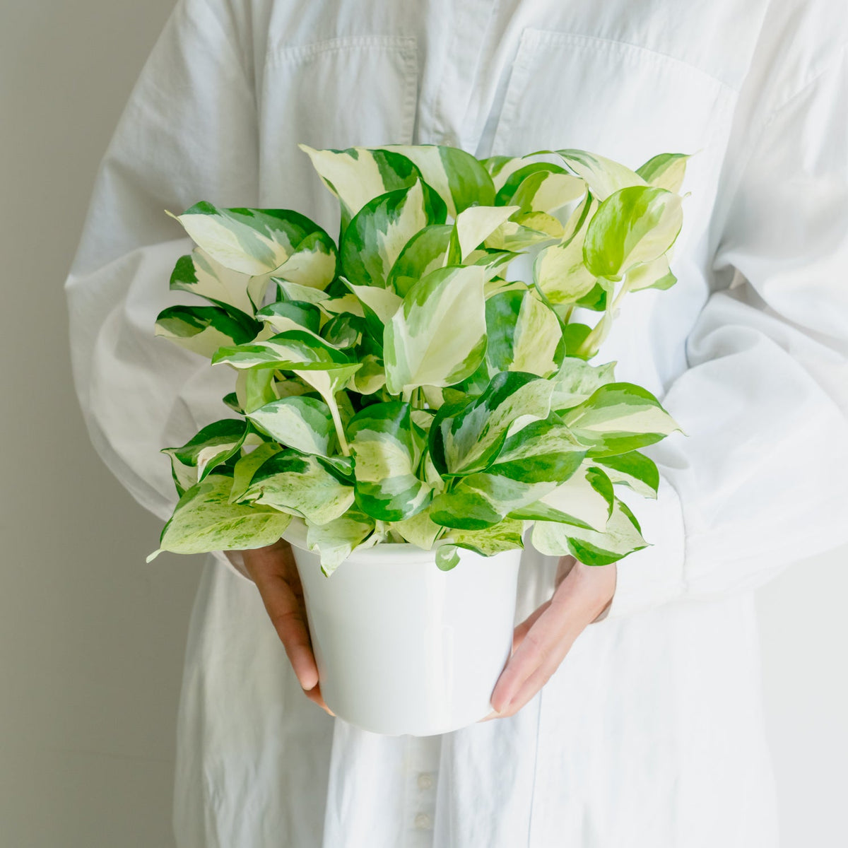 ポトス ステータスをオーダーするならFlower&amp;Plants tette │ 「手から手へ、想いを運ぶフラワーショップ」【板橋駅徒歩4分】【熟練フローリスト夫婦が運営】【最短2営業日で発送】【24時間365日注文OK】【ギフトは3300円〜】フラワーギフトを手から手へ、想いを込めたブーケやアレンジメントで大切な人に感謝と愛情を。シーンや用途に合わせて選びやすい豊富な種
