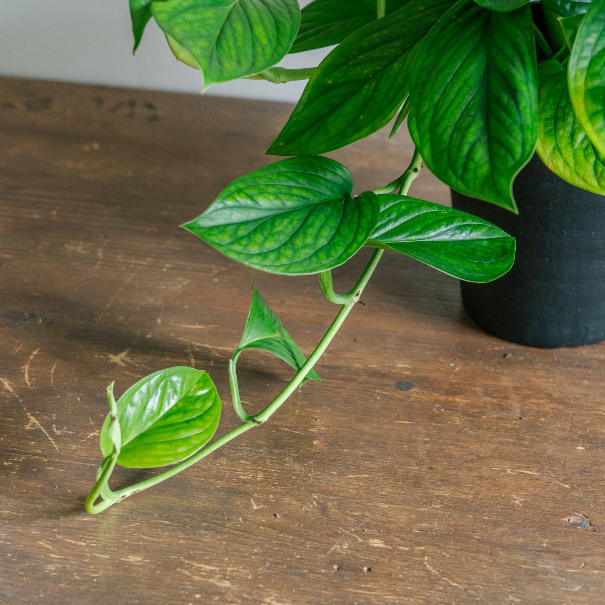 モンステラ カルステリアナムをオーダーするならFlower&amp;Plants tette │ 「手から手へ、想いを運ぶフラワーショップ」【板橋駅徒歩4分】【熟練フローリスト夫婦が運営】【最短2営業日で発送】【24時間365日注文OK】【ギフトは3300円〜】フラワーギフトを手から手へ、想いを込めたブーケやアレンジメントで大切な人に感謝と愛情を。シーンや用途に合わせて選びやすい豊富な種