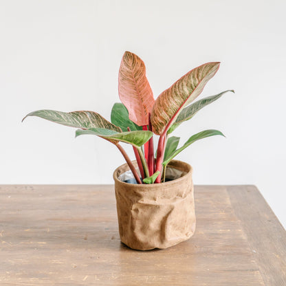 母の日 フィロデンドロン ピンクバーキンのギフトをオーダーするならFlower&amp;Plants tette │ 「手から手へ、想いを運ぶフラワーショップ」【板橋駅徒歩4分】【熟練フローリスト夫婦が運営】【最短2営業日で発送】【24時間365日注文OK】【ギフトは3300円〜】フラワーギフトを手から手へ、想いを込めたブーケやアレンジメントで大切な人に感謝と愛情を。シーンや用途に合わせて選びやすい豊富な種