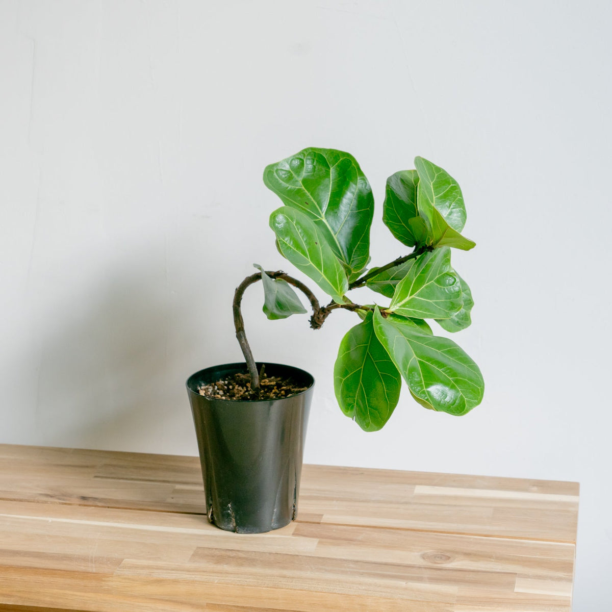 フィカス　バンビーノをオーダーするならFlower&amp;Plants tette │ 「手から手へ、想いを運ぶフラワーショップ」【板橋駅徒歩4分】【熟練フローリスト夫婦が運営】【最短2営業日で発送】【24時間365日注文OK】【ギフトは3300円〜】フラワーギフトを手から手へ、想いを込めたブーケやアレンジメントで大切な人に感謝と愛情を。シーンや用途に合わせて選びやすい豊富な種
