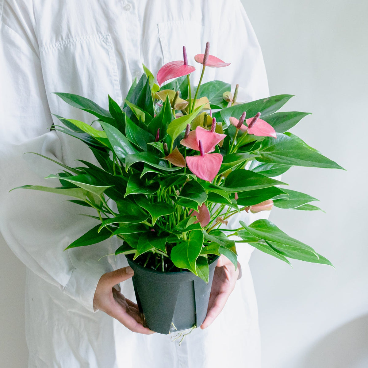 アンスリウム ローズをオーダーするならFlower&amp;Plants tette │ 「手から手へ、想いを運ぶフラワーショップ」【板橋駅徒歩4分】【熟練フローリスト夫婦が運営】【最短2営業日で発送】【24時間365日注文OK】【ギフトは3300円〜】フラワーギフトを手から手へ、想いを込めたブーケやアレンジメントで大切な人に感謝と愛情を。シーンや用途に合わせて選びやすい豊富な種