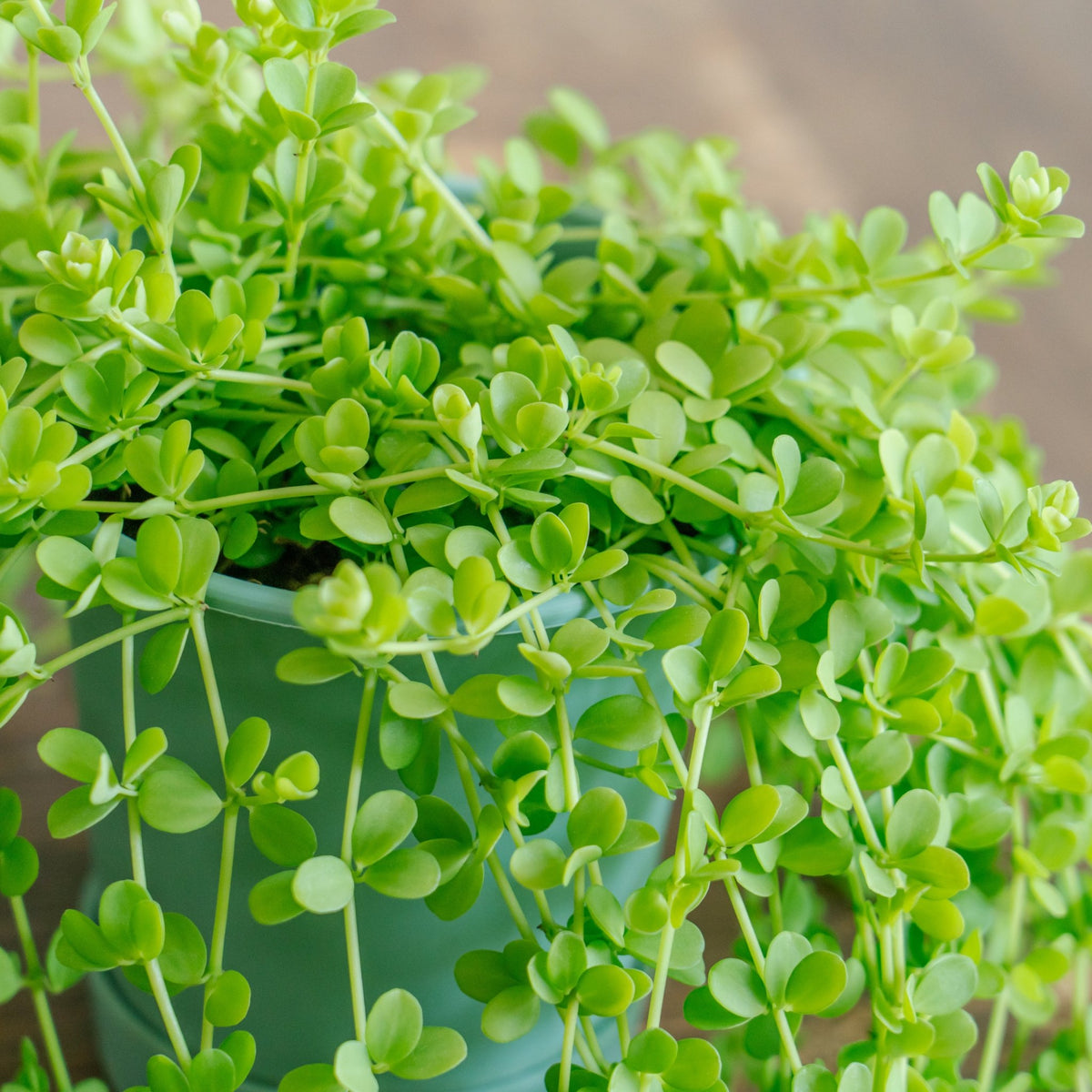 ペペロミア デビーナをオーダーするならFlower&amp;Plants tette │ 「手から手へ、想いを運ぶフラワーショップ」【板橋駅徒歩4分】【熟練フローリスト夫婦が運営】【最短2営業日で発送】【24時間365日注文OK】【ギフトは3300円〜】フラワーギフトを手から手へ、想いを込めたブーケやアレンジメントで大切な人に感謝と愛情を。シーンや用途に合わせて選びやすい豊富な種