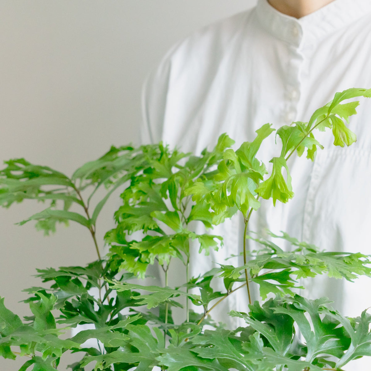 フレポディウム ファラックスをオーダーするならFlower&amp;Plants tette │ 「手から手へ、想いを運ぶフラワーショップ」【板橋駅徒歩4分】【熟練フローリスト夫婦が運営】【最短2営業日で発送】【24時間365日注文OK】【ギフトは3300円〜】フラワーギフトを手から手へ、想いを込めたブーケやアレンジメントで大切な人に感謝と愛情を。シーンや用途に合わせて選びやすい豊富な種