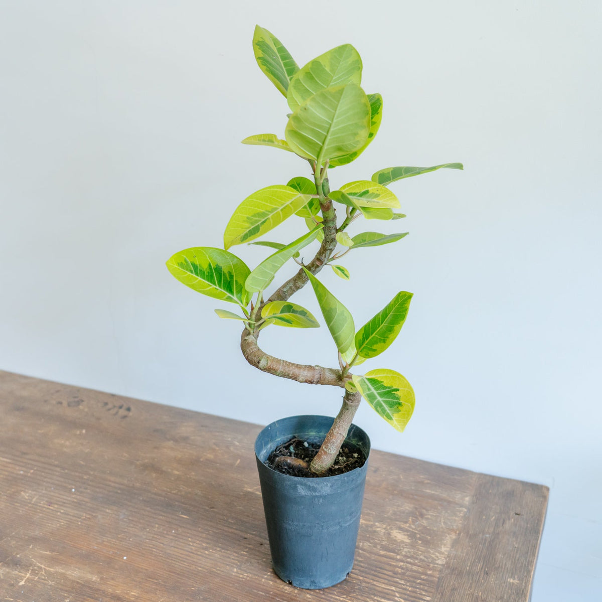 フィカス アルテシマをオーダーするならFlower&amp;Plants tette │ 「手から手へ、想いを運ぶフラワーショップ」【板橋駅徒歩4分】【熟練フローリスト夫婦が運営】【最短2営業日で発送】【24時間365日注文OK】【ギフトは3300円〜】フラワーギフトを手から手へ、想いを込めたブーケやアレンジメントで大切な人に感謝と愛情を。シーンや用途に合わせて選びやすい豊富な種