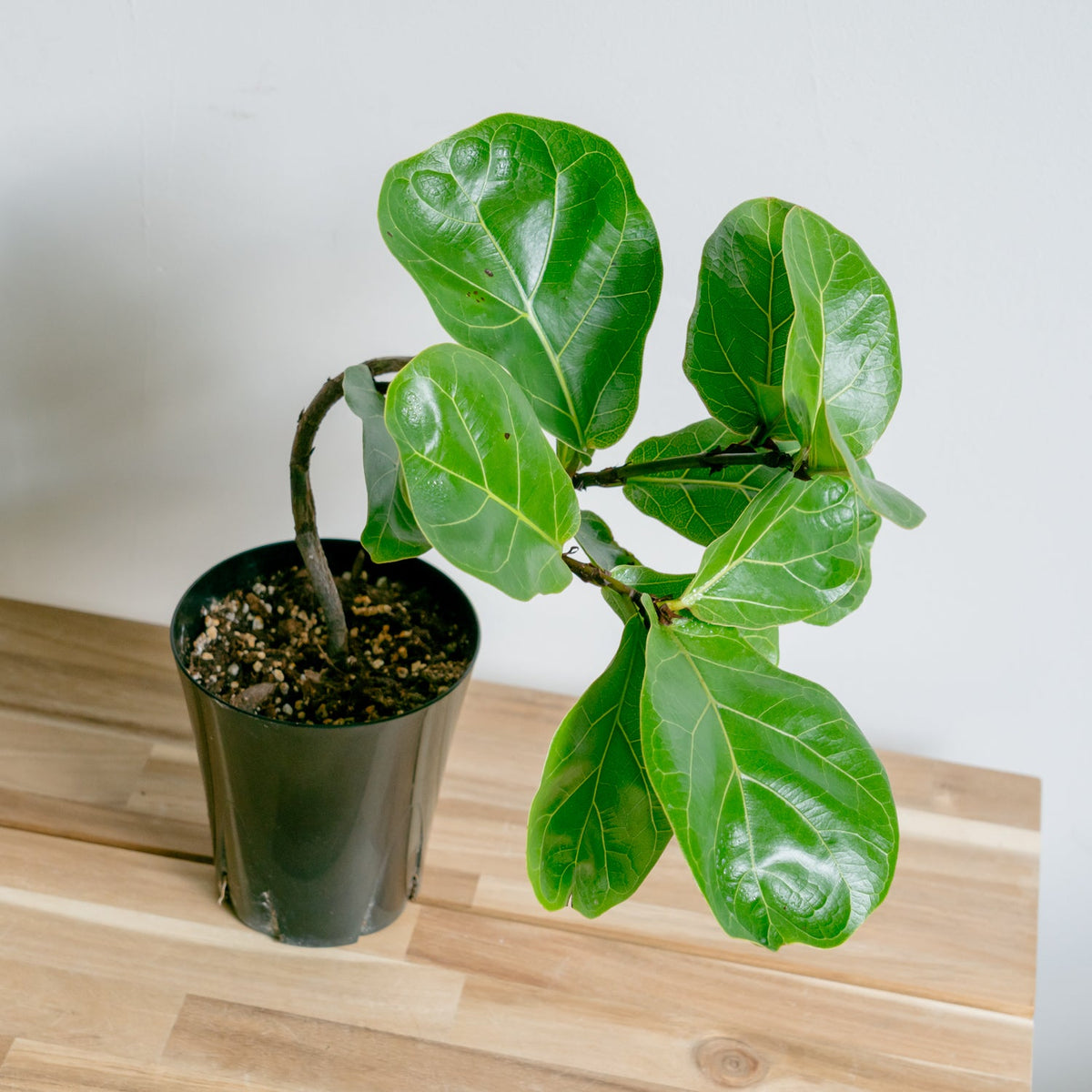 フィカス　バンビーノをオーダーするならFlower&amp;Plants tette │ 「手から手へ、想いを運ぶフラワーショップ」【板橋駅徒歩4分】【熟練フローリスト夫婦が運営】【最短2営業日で発送】【24時間365日注文OK】【ギフトは3300円〜】フラワーギフトを手から手へ、想いを込めたブーケやアレンジメントで大切な人に感謝と愛情を。シーンや用途に合わせて選びやすい豊富な種