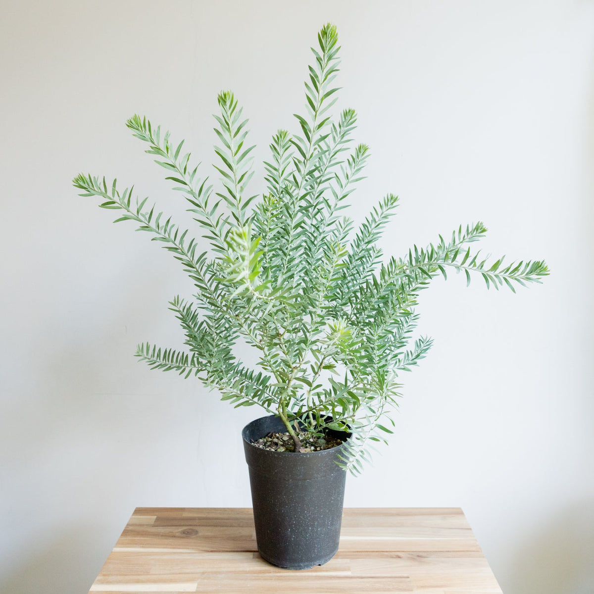 アカシア ブルーブッシュをオーダーするならFlower&amp;Plants tette │ 「手から手へ、想いを運ぶフラワーショップ」【板橋駅徒歩4分】【熟練フローリスト夫婦が運営】【最短2営業日で発送】【24時間365日注文OK】【ギフトは3300円〜】フラワーギフトを手から手へ、想いを込めたブーケやアレンジメントで大切な人に感謝と愛情を。シーンや用途に合わせて選びやすい豊富な種