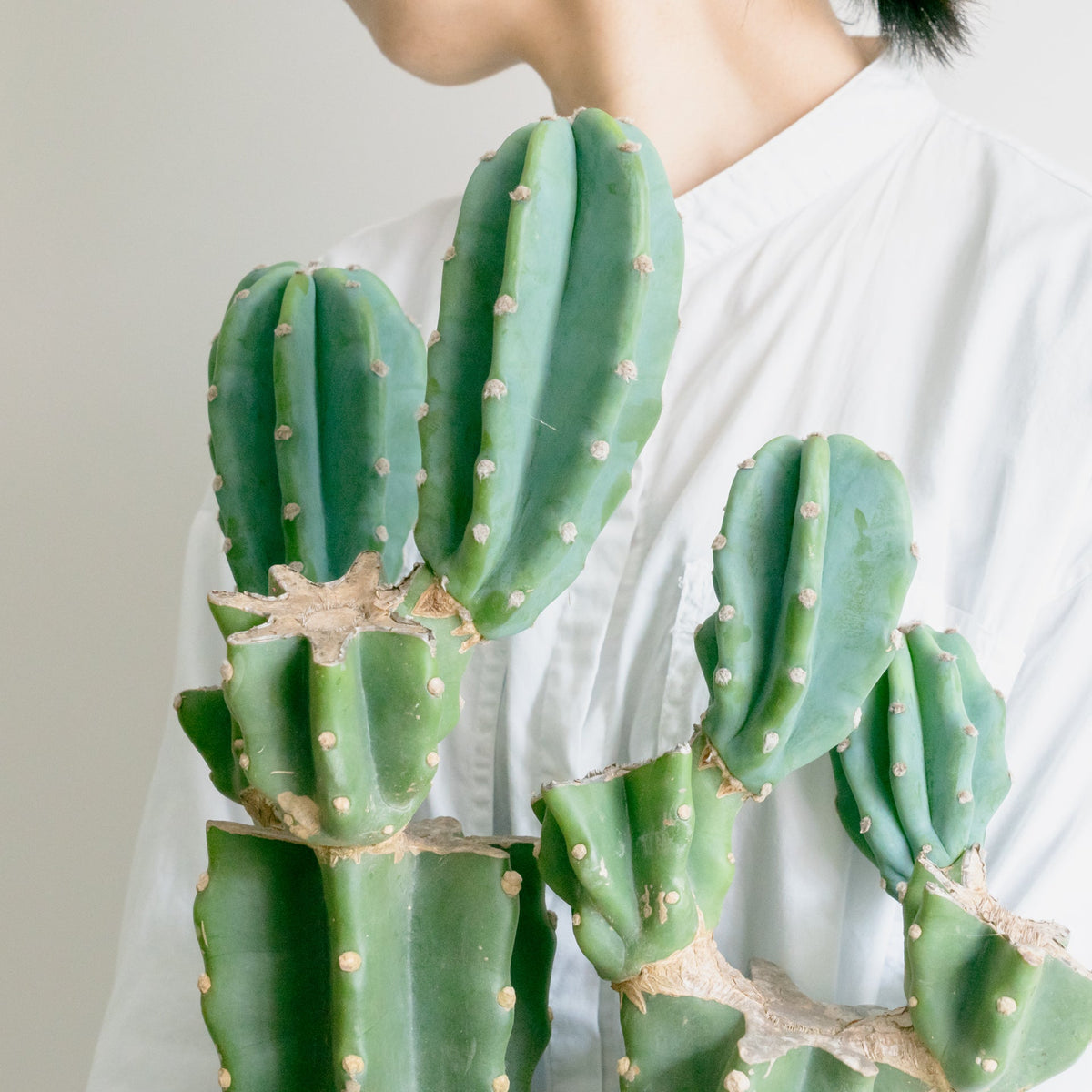 柱サボテンをオーダーするならFlower&amp;Plants tette │ 「手から手へ、想いを運ぶフラワーショップ」【板橋駅徒歩4分】【熟練フローリスト夫婦が運営】【最短2営業日で発送】【24時間365日注文OK】【ギフトは3300円〜】フラワーギフトを手から手へ、想いを込めたブーケやアレンジメントで大切な人に感謝と愛情を。シーンや用途に合わせて選びやすい豊富な種