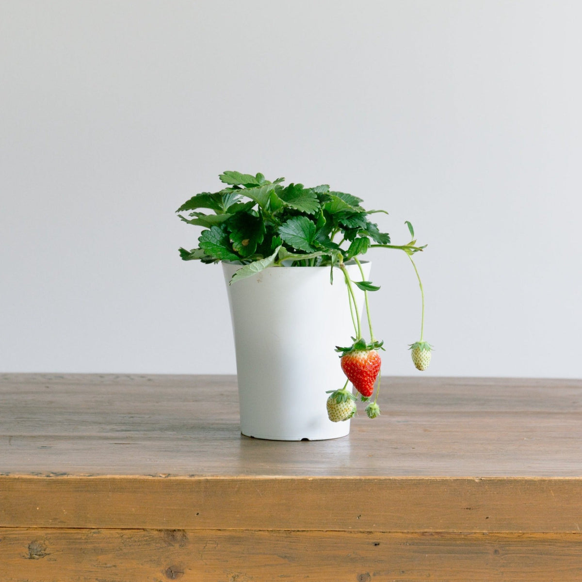 いちご　とちおとめをオーダーするならFlower&amp;Plants tette │ 「手から手へ、想いを運ぶフラワーショップ」【板橋駅徒歩4分】【熟練フローリスト夫婦が運営】【最短2営業日で発送】【24時間365日注文OK】【ギフトは3300円〜】フラワーギフトを手から手へ、想いを込めたブーケやアレンジメントで大切な人に感謝と愛情を。シーンや用途に合わせて選びやすい豊富な種