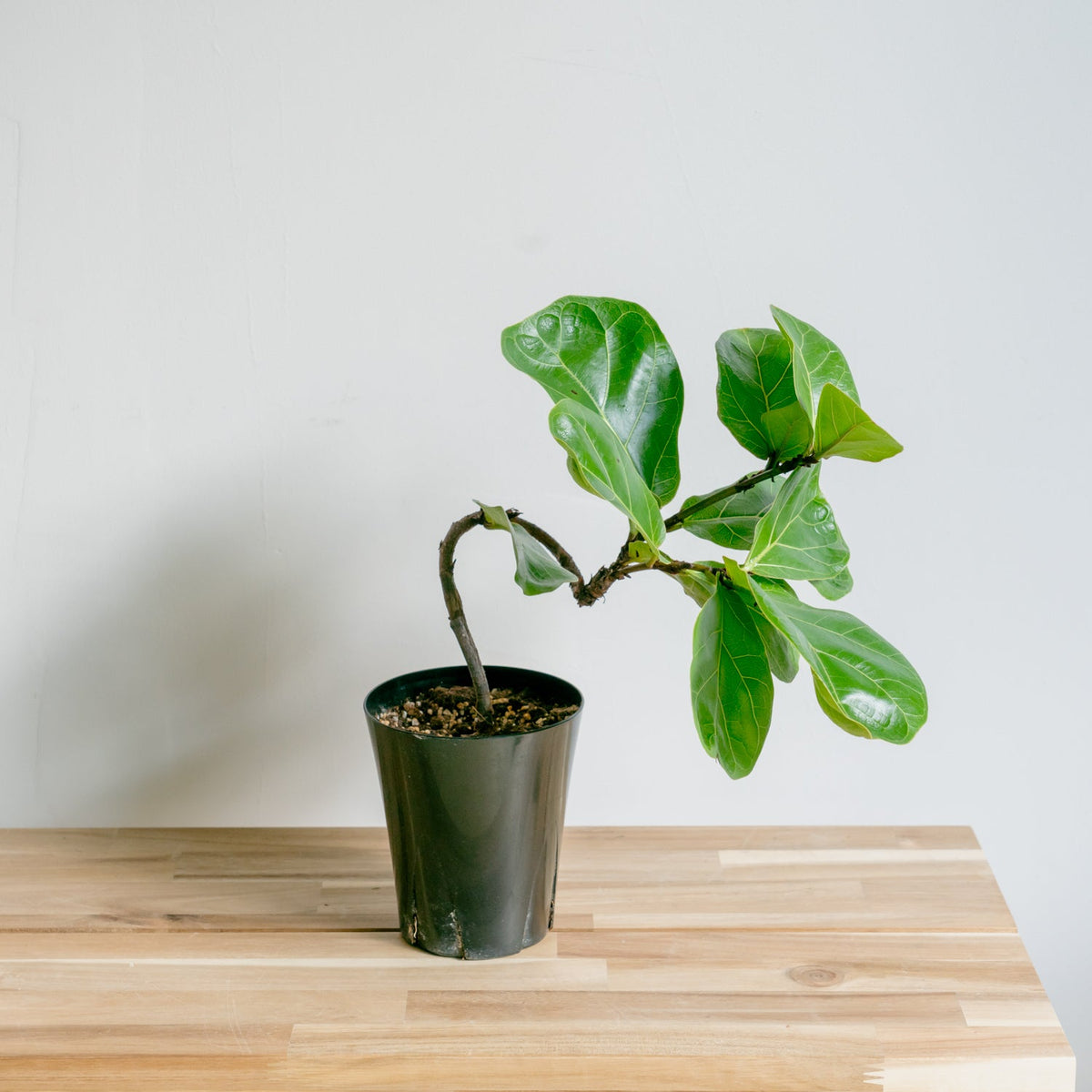 フィカス　バンビーノをオーダーするならFlower&amp;Plants tette │ 「手から手へ、想いを運ぶフラワーショップ」【板橋駅徒歩4分】【熟練フローリスト夫婦が運営】【最短2営業日で発送】【24時間365日注文OK】【ギフトは3300円〜】フラワーギフトを手から手へ、想いを込めたブーケやアレンジメントで大切な人に感謝と愛情を。シーンや用途に合わせて選びやすい豊富な種