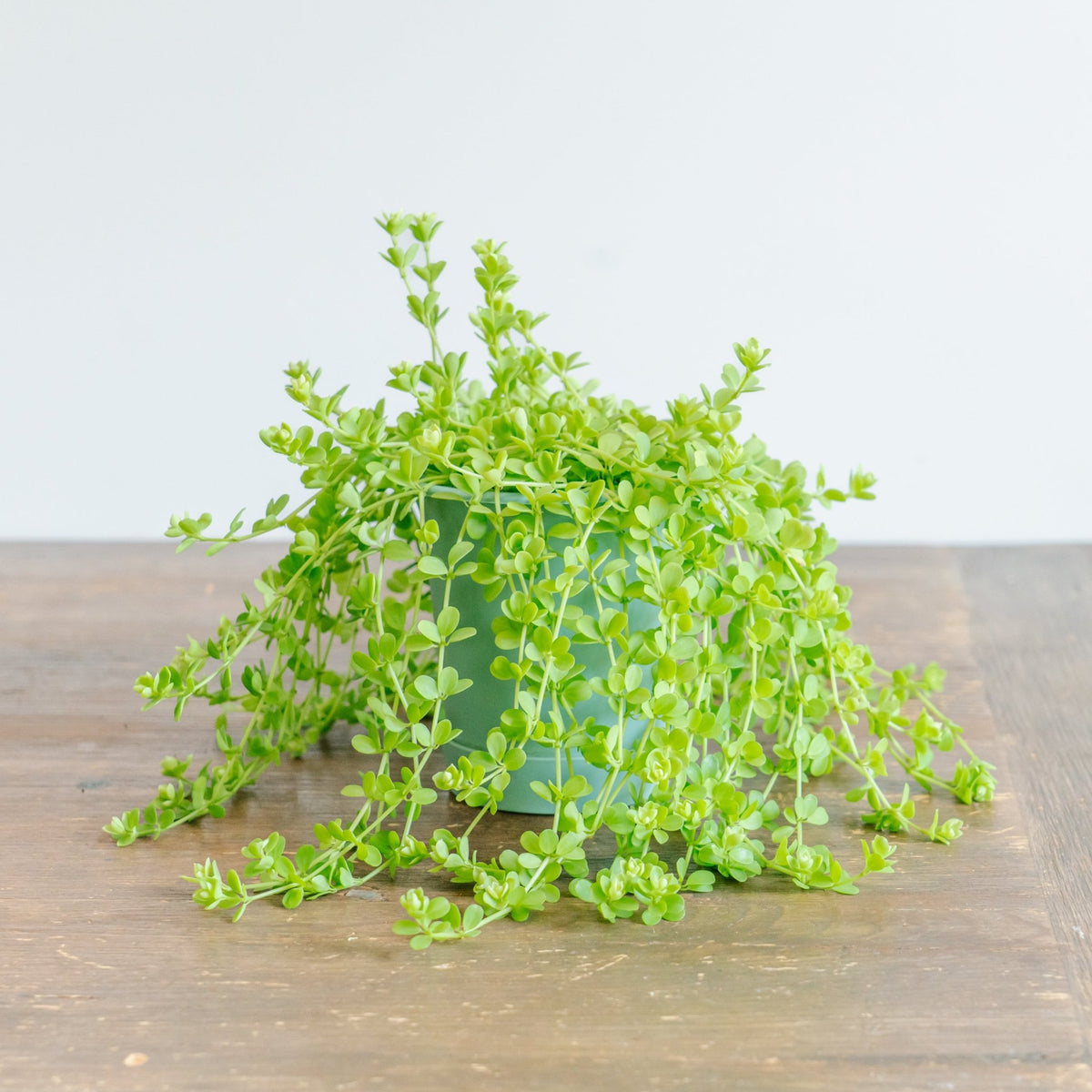 ペペロミア デビーナをオーダーするならFlower&amp;Plants tette │ 「手から手へ、想いを運ぶフラワーショップ」【板橋駅徒歩4分】【熟練フローリスト夫婦が運営】【最短2営業日で発送】【24時間365日注文OK】【ギフトは3300円〜】フラワーギフトを手から手へ、想いを込めたブーケやアレンジメントで大切な人に感謝と愛情を。シーンや用途に合わせて選びやすい豊富な種